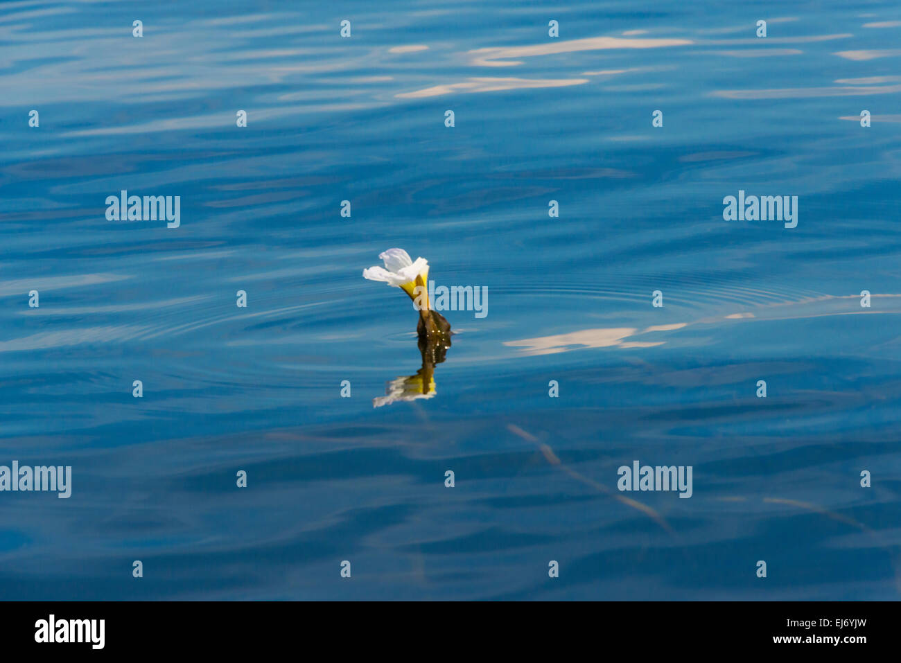 Impianto idrico con fiori di colore bianco, Lago Inle, Stato Shan, Myanmar Foto Stock