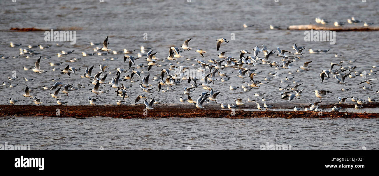 Hohhot, la Cina della Mongolia Interna Regione Autonoma. 22 Mar, 2015. Larus relictus volare oltre il Fiume Giallo in Dalate Banner, a nord della Cina di Mongolia Interna Regione Autonoma, Marzo 22, 2015. Milioni di uccelli migratori dal sud della Cina sarà resto qui per circa un mese prima della loro migrazione verso la Siberia in Russia. © Ren Junchuan/Xinhua/Alamy Live News Foto Stock