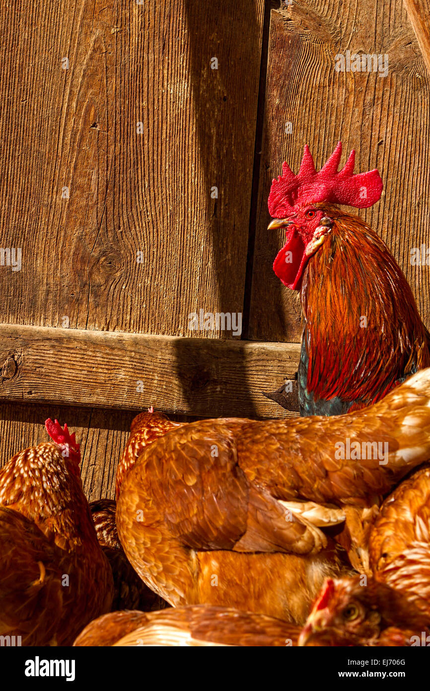 Galli e galline, Gallo (gallus domesticus) con le galline Foto Stock