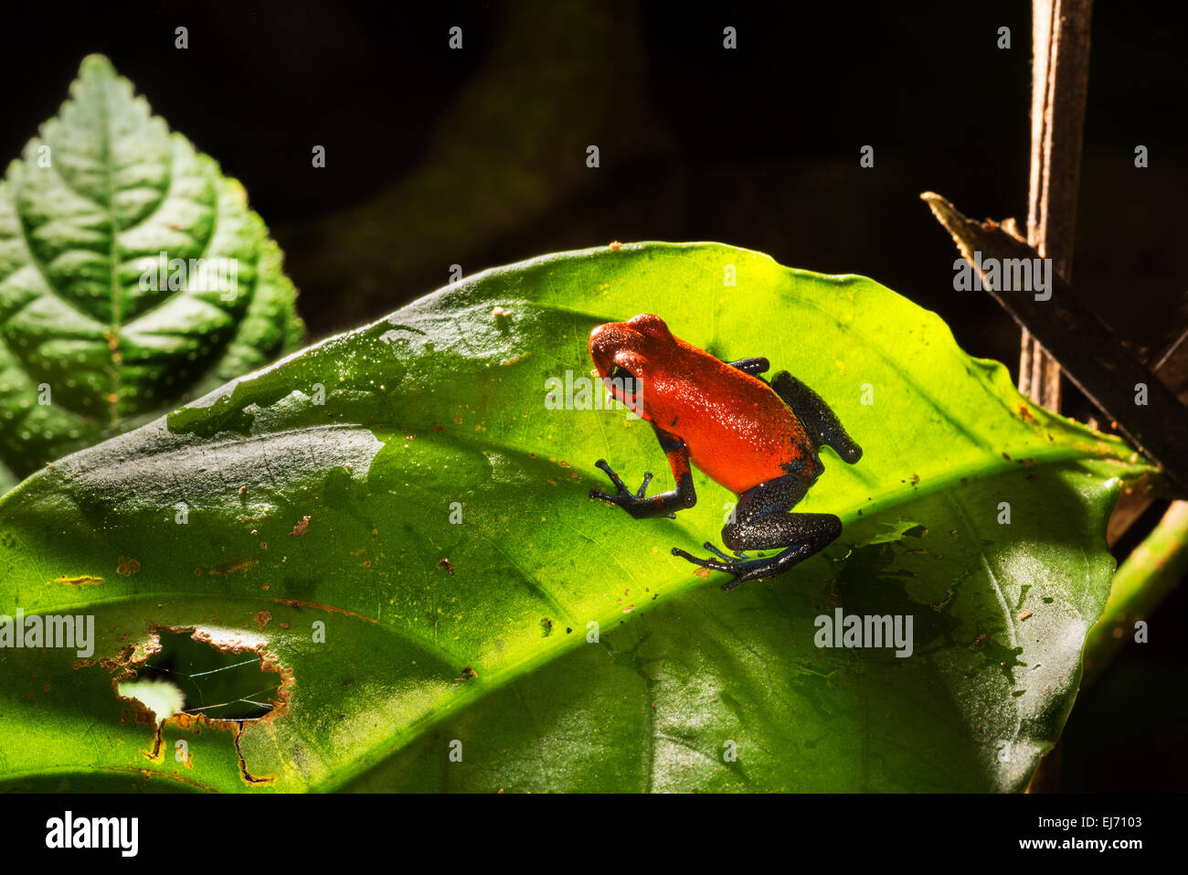 Strawberry poison dart frog fauna selvatica COSTA RICA Dendrobates pumilio rosso-blu rana di veleno, rana rossa albero velenoso scalatore cl Foto Stock