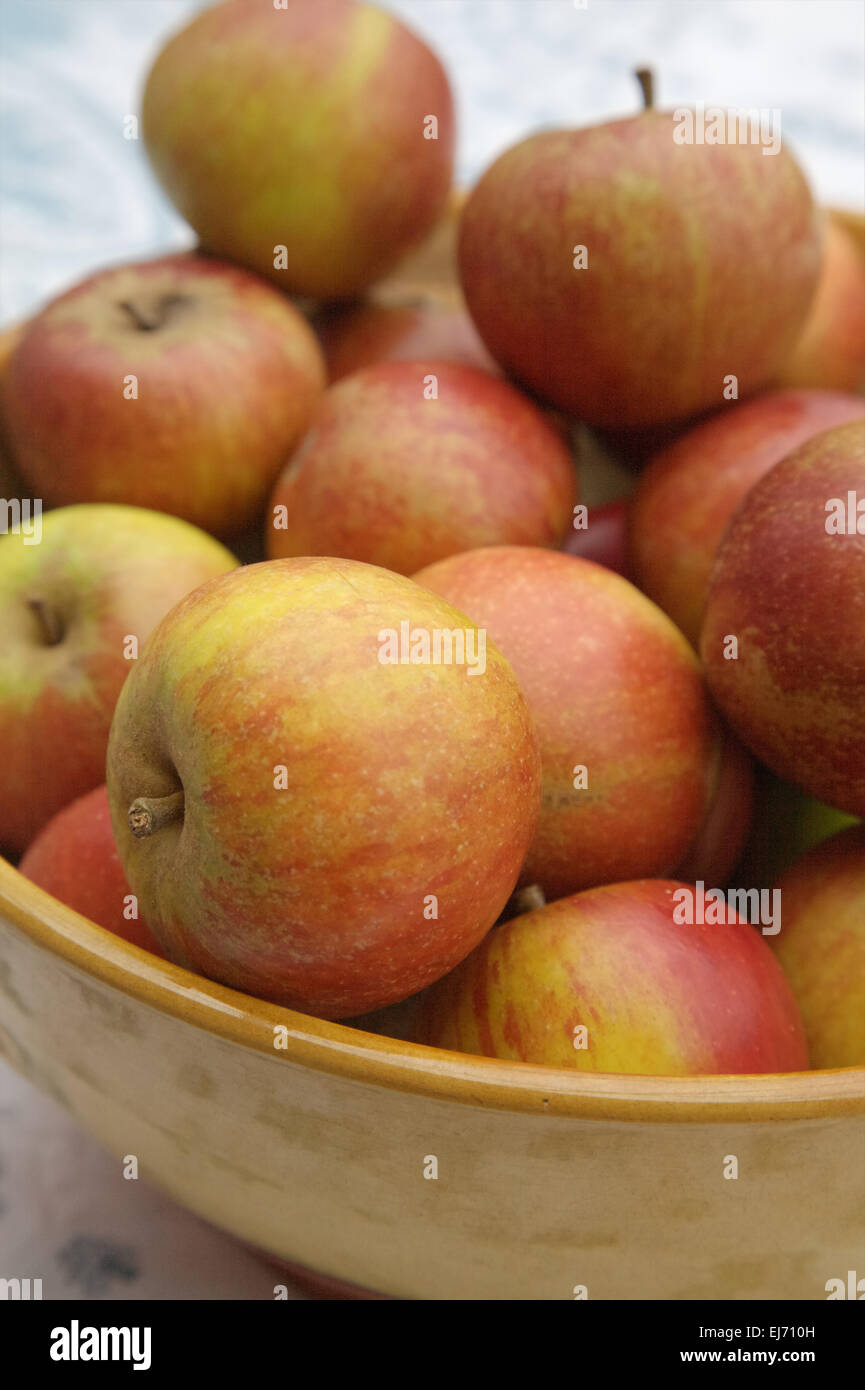 Malus domestica 'Coxs Orange Pippin' - una ciotola di mangiare le mele Foto Stock