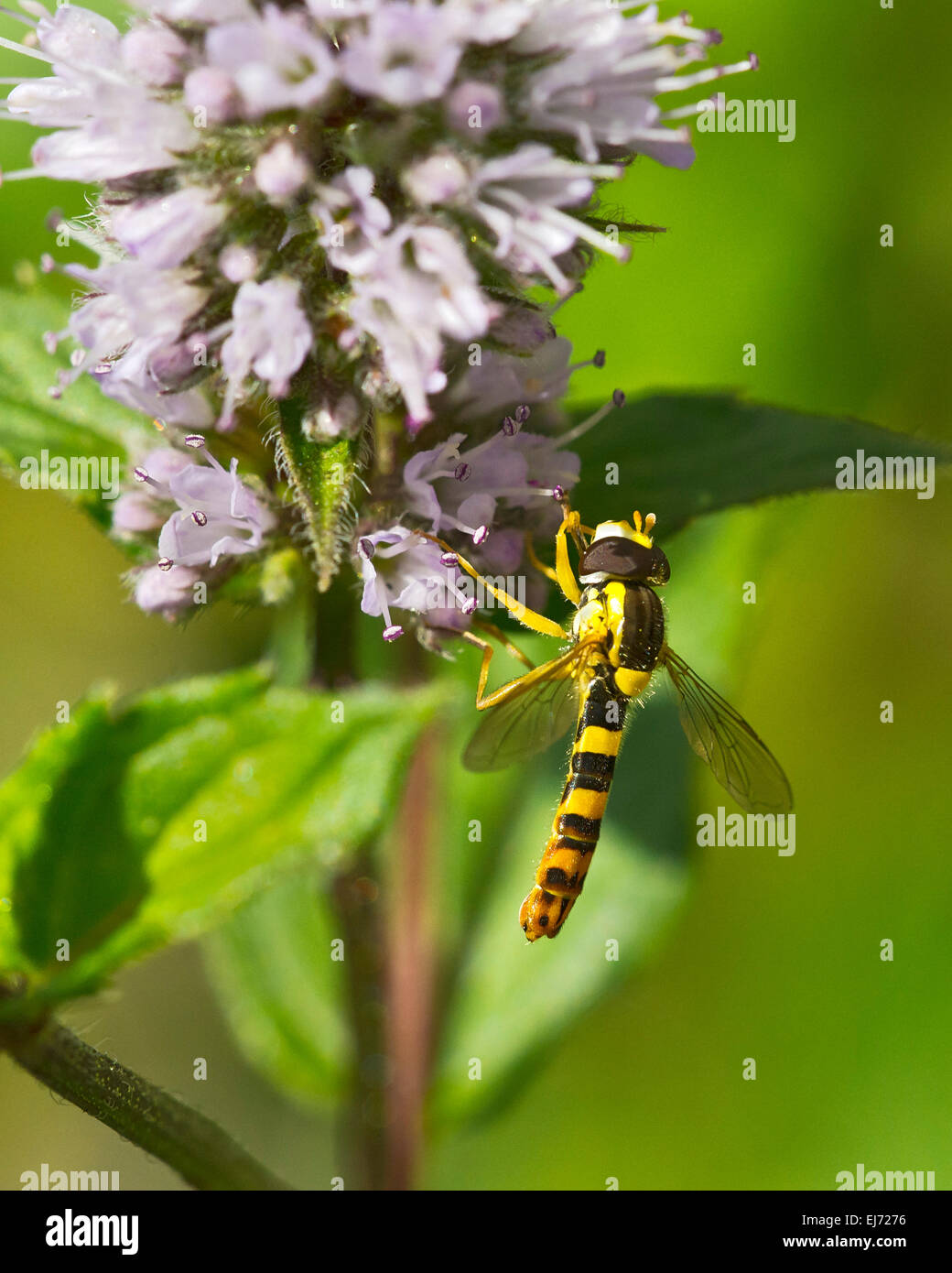Hoverfly lungo (Sphaerophoria scripta), Tirolo, Austria Foto Stock