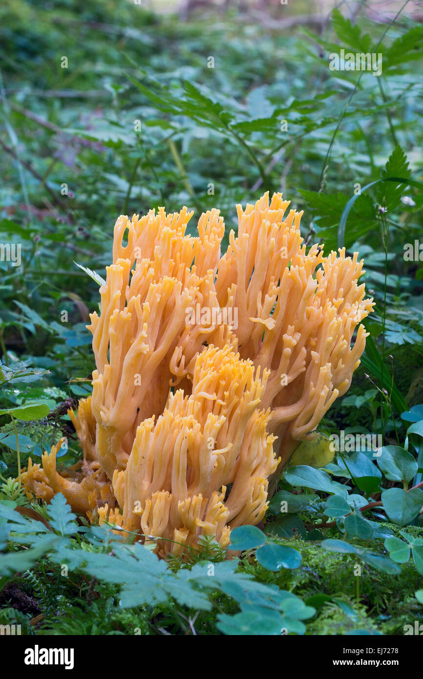 Di capra fungo barba (Ramaria aurea), Tirolo, Austria Foto Stock