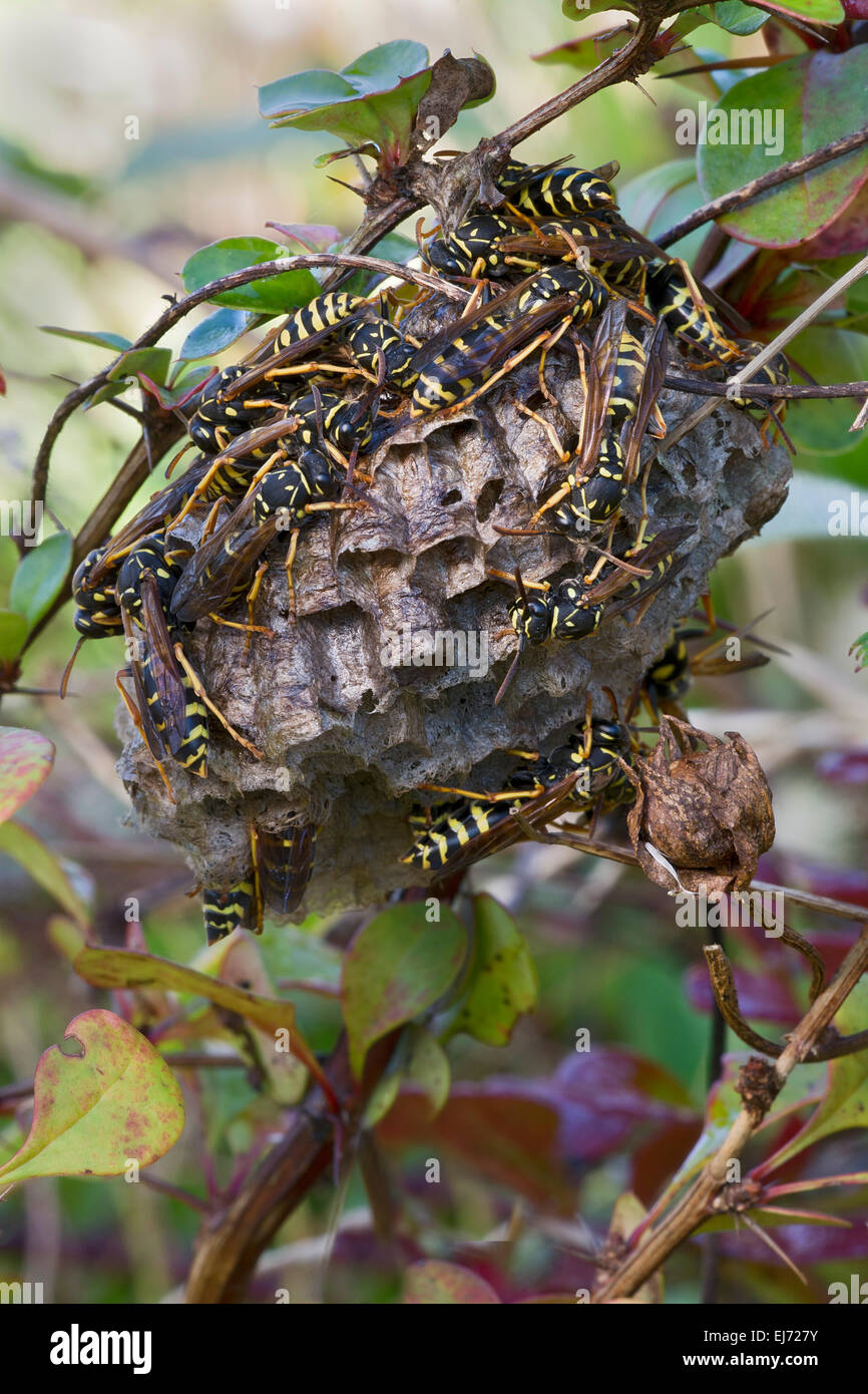 Carta vespe (Polistes Nimpha) a nido, Tirolo, Austria Foto Stock