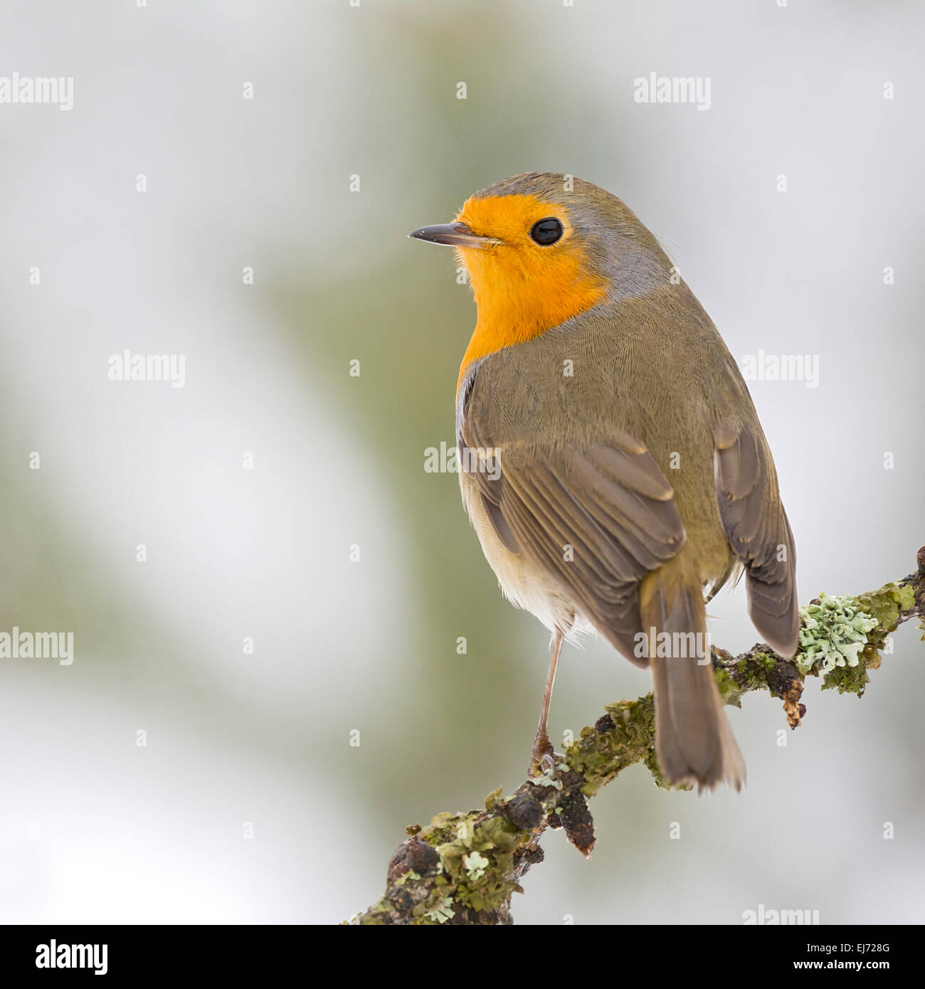 Unione Robin (Erithacus rubecula), Tirolo, Austria Foto Stock Unione Robin (Erithacus rubecula), Tirolo, Austria Foto Stock