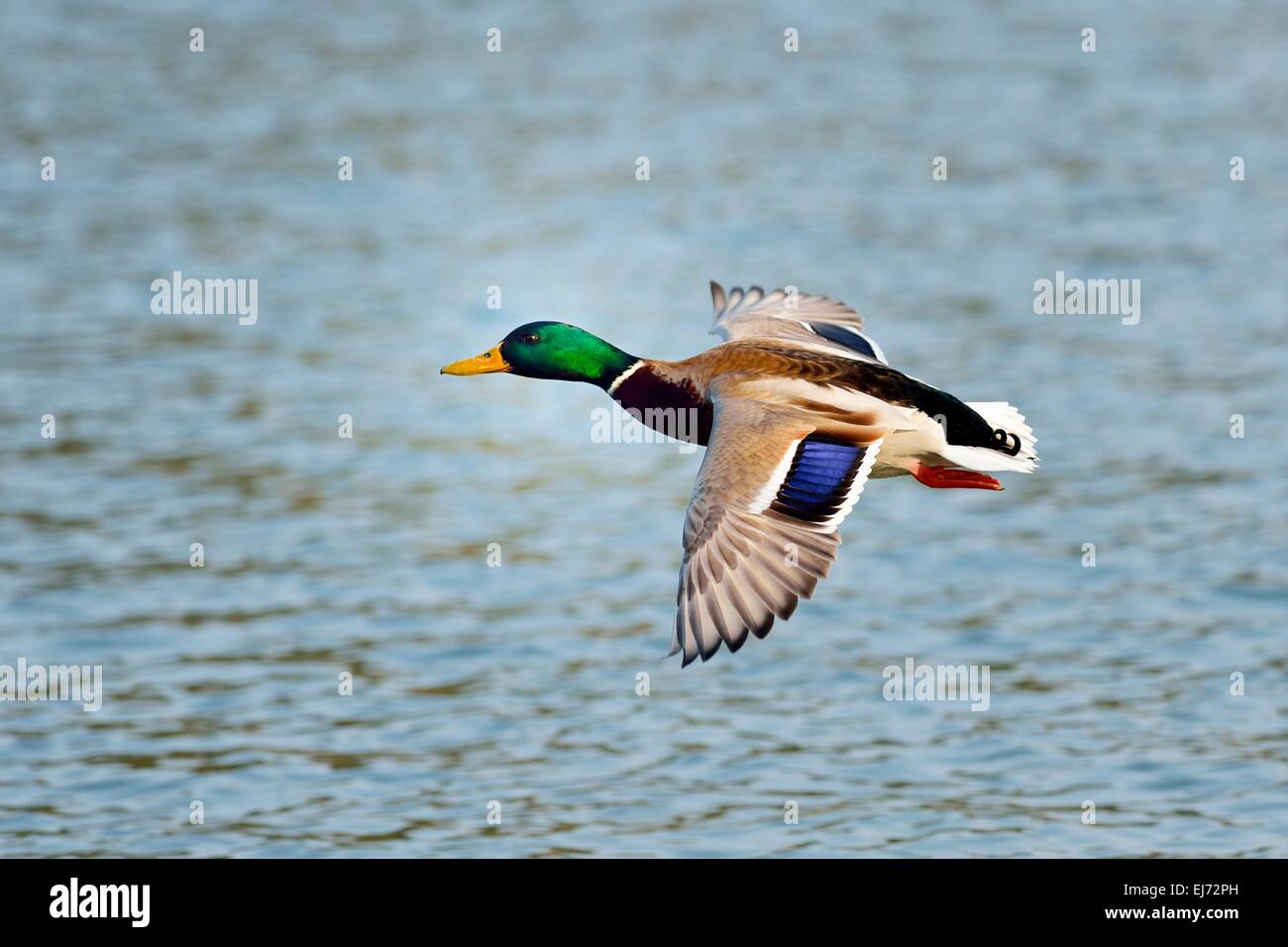 Il germano reale (Anas platyrhynchos) maschio in volo, Zugerseee, Svizzera Foto Stock
