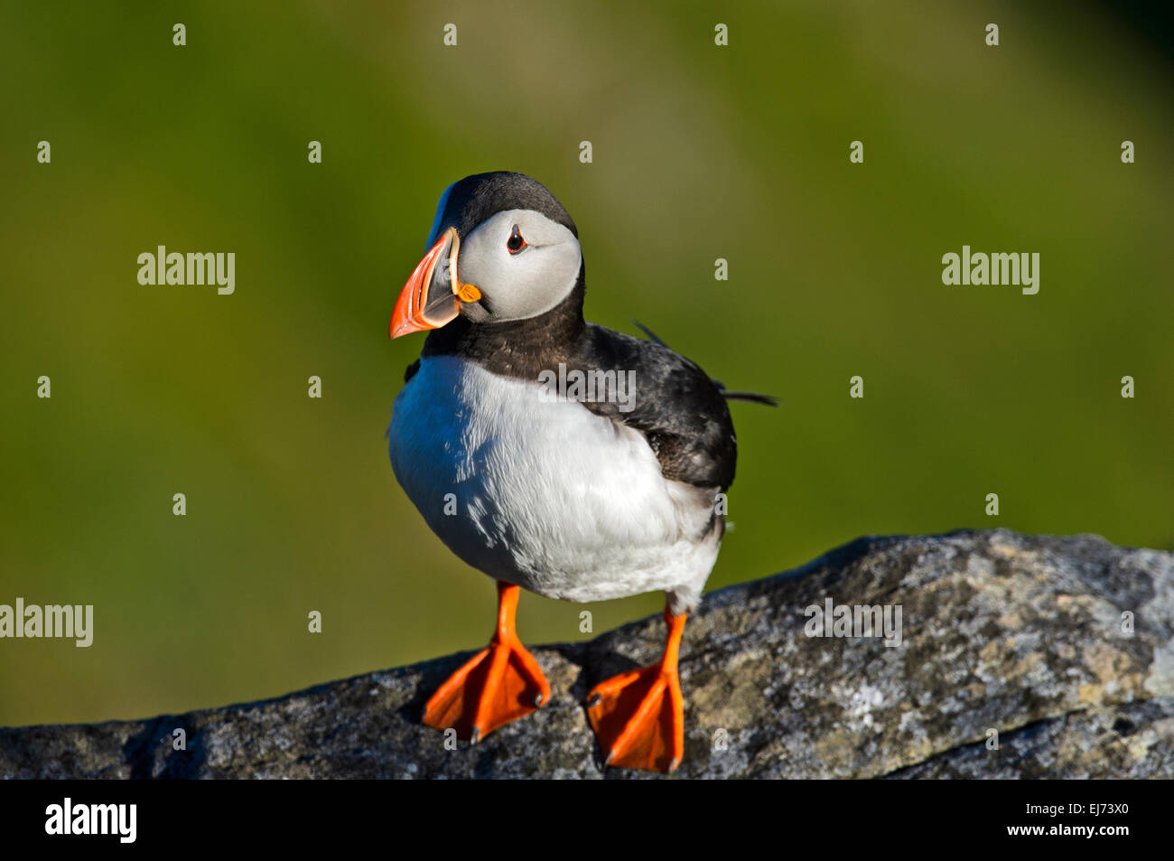 Puffin (fratercula arctica), il santuario degli uccelli runde, Norvegia Foto Stock