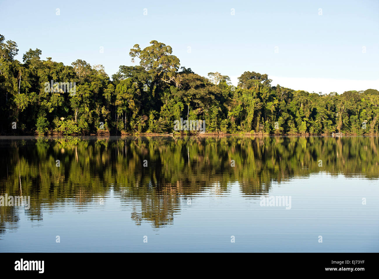 Il mirroring della foresta pluviale in un lago, Tambopata National Reserve, di Madre de Dios, Perù Foto Stock