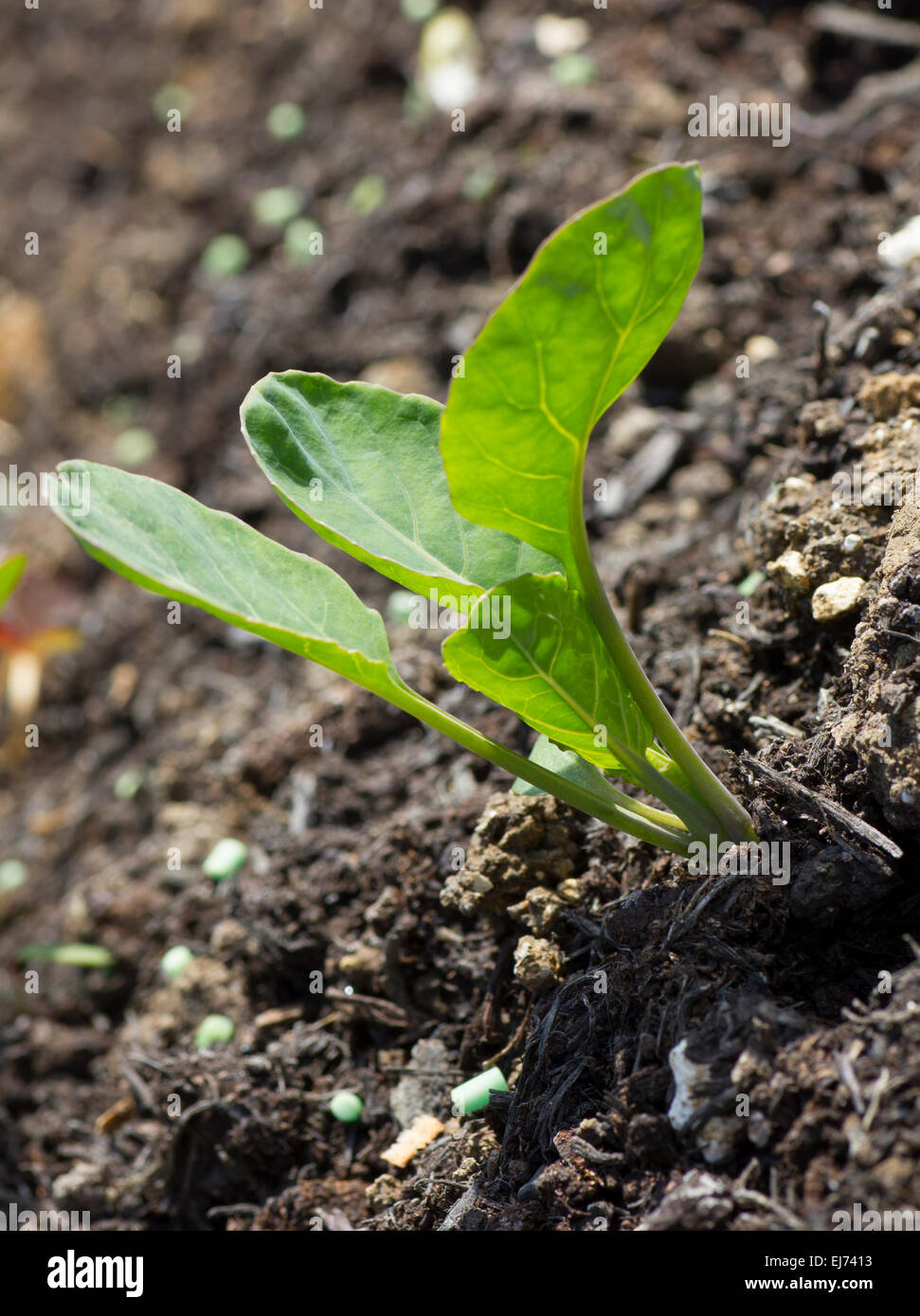 Un sano verde primavera ortaggio, Foto Stock