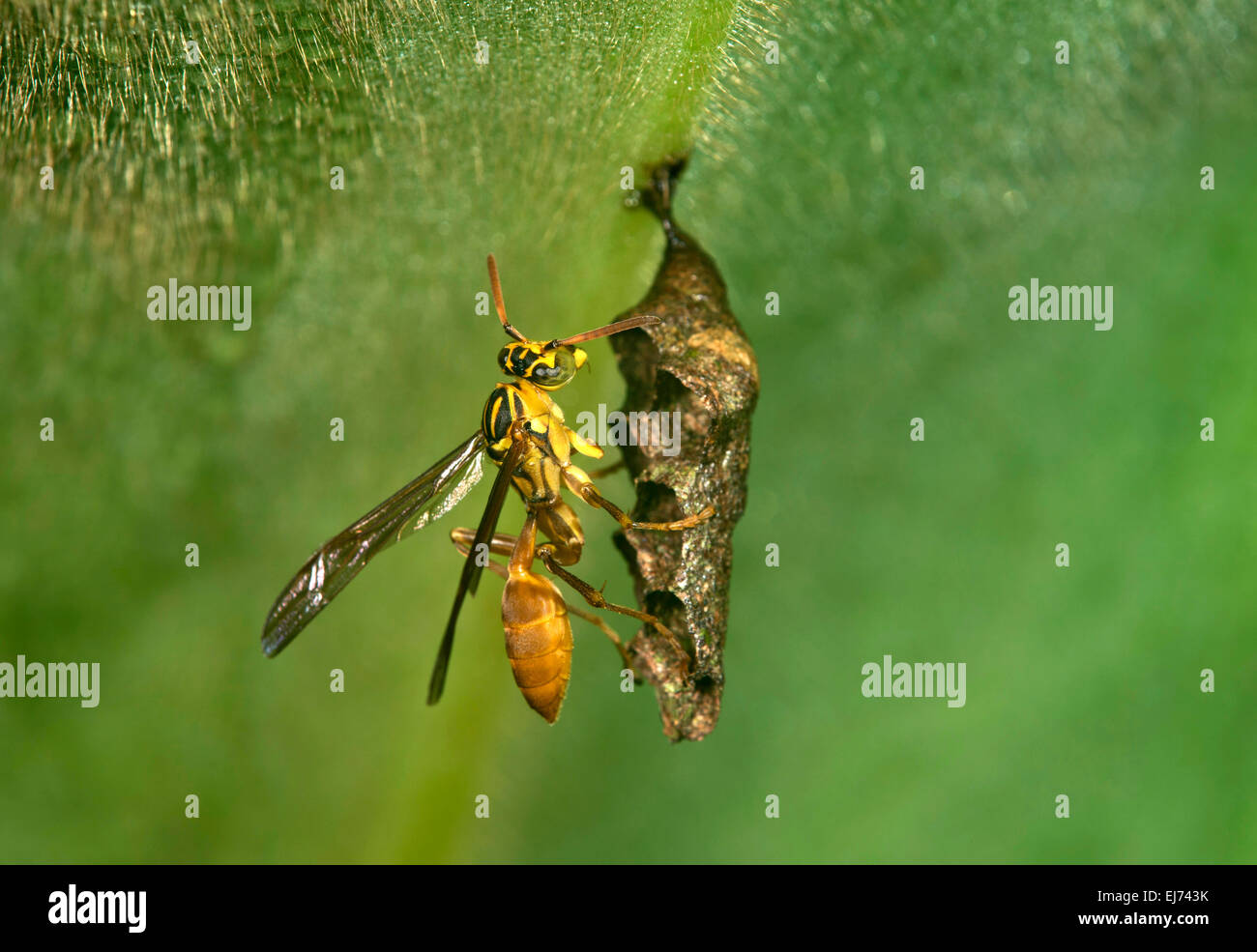 Polistine wasp mischocyttarus (sp.), la deposizione delle uova nella sua aperta a forma di pettine nido, Tambopata National Reserve, di Madre de Dios, Perù Foto Stock