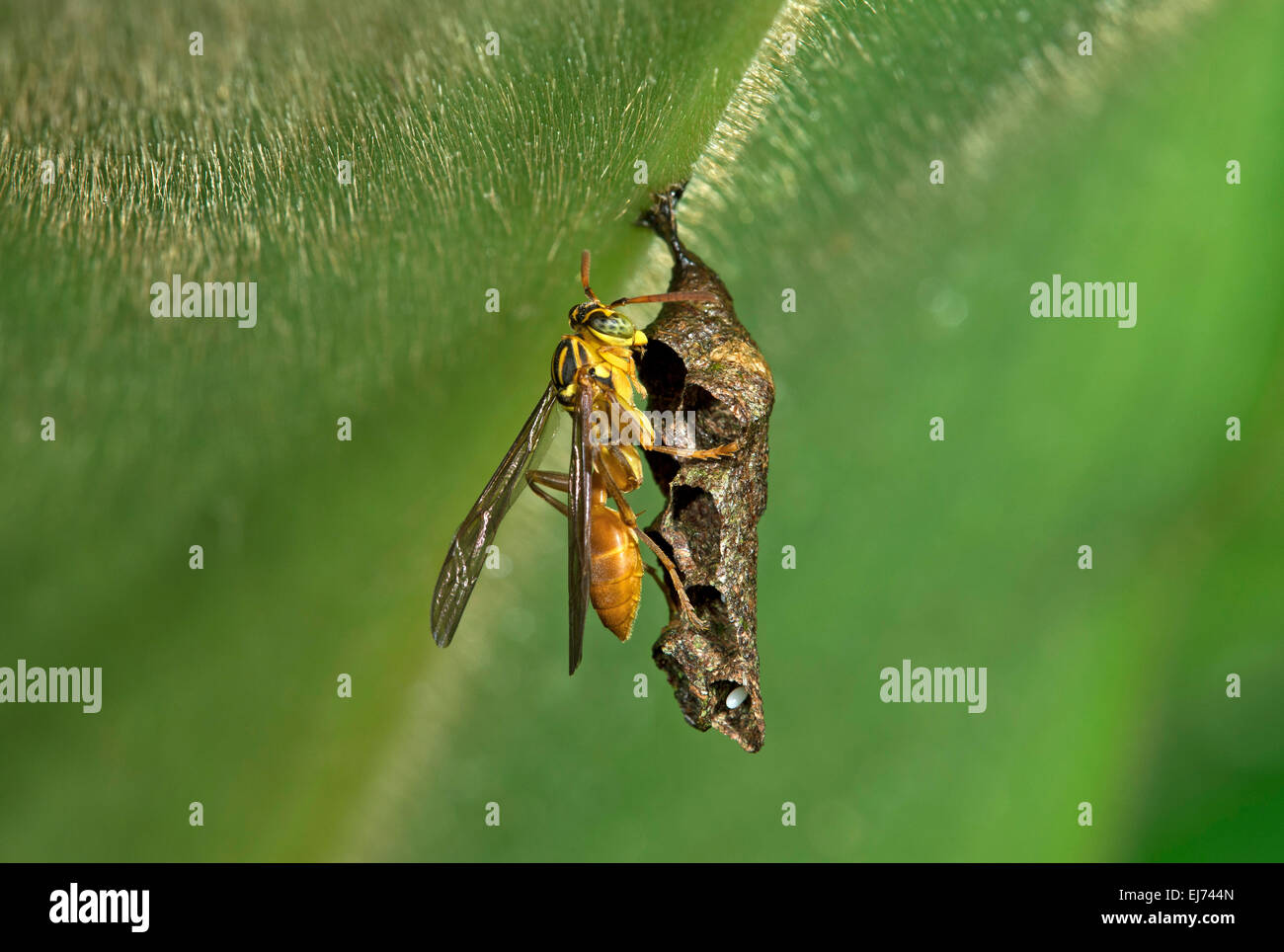 Polistine wasp mischocyttarus (sp.), la deposizione delle uova nella sua aperta a forma di pettine nido, Tambopata National Reserve, di Madre de Dios, Perù Foto Stock