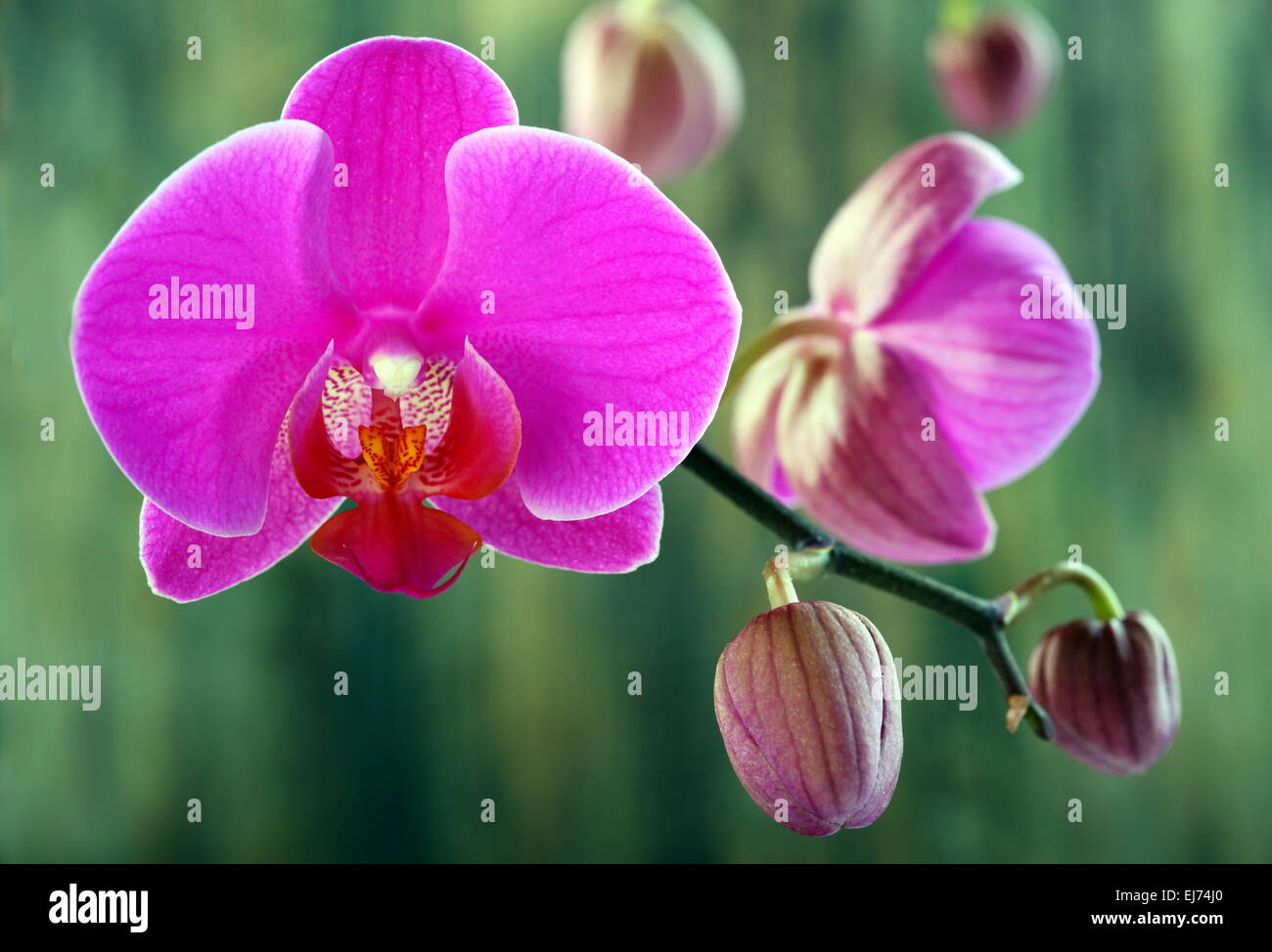 Boccioli di rosa e orchidee. Foto Stock