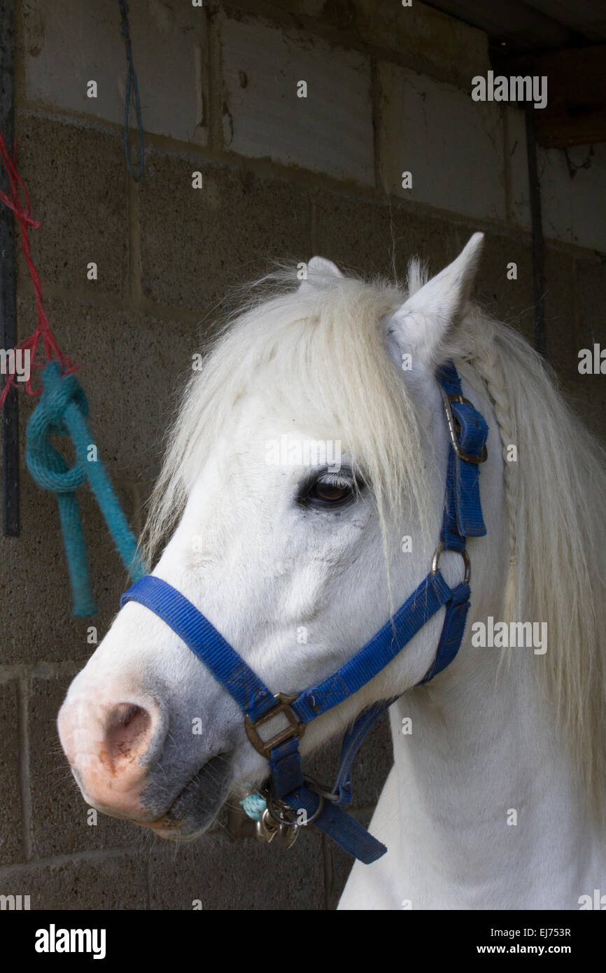 Piccolo pony bianco in una briglia di blu Foto Stock