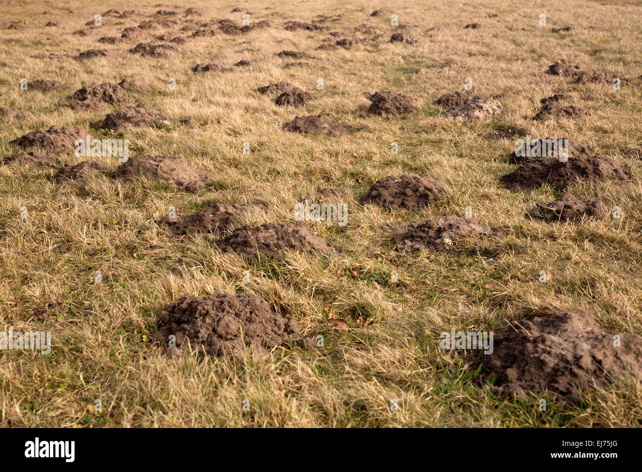 Molehills nella prateria Foto Stock