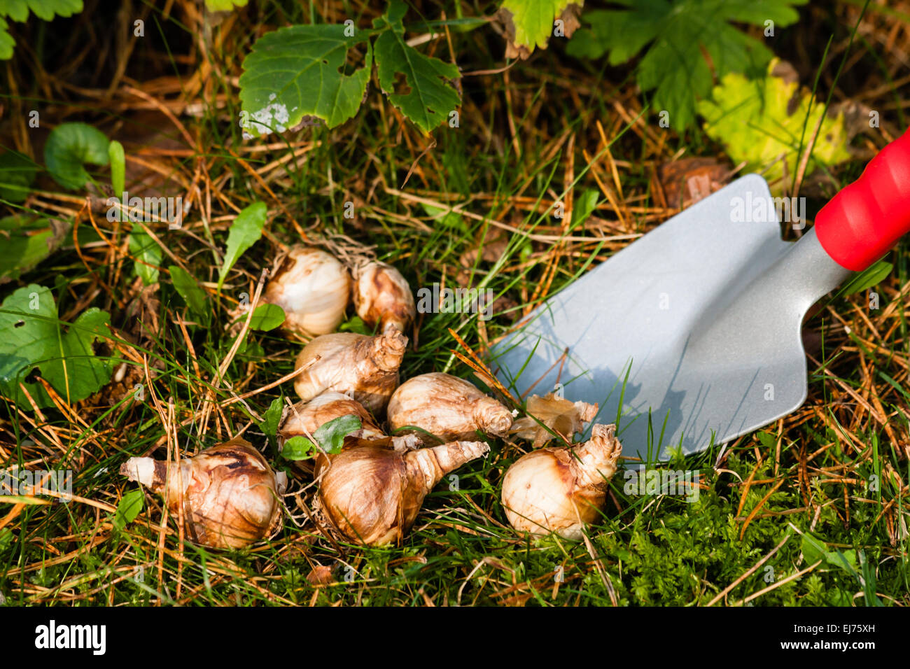 Bulbi da fiore in giardino Foto Stock