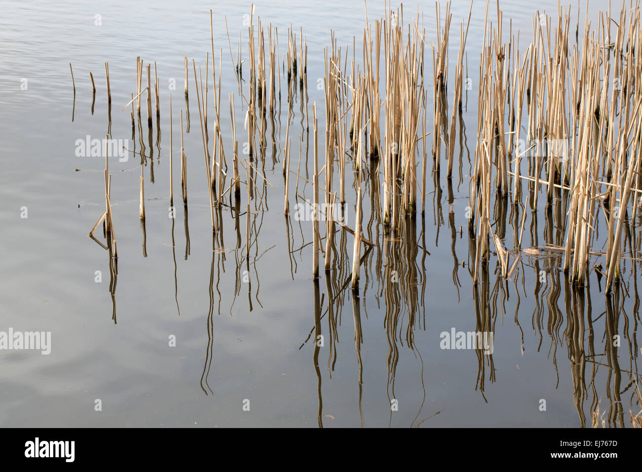 Resti di giunco (Typha latifolia) in acqua Foto Stock