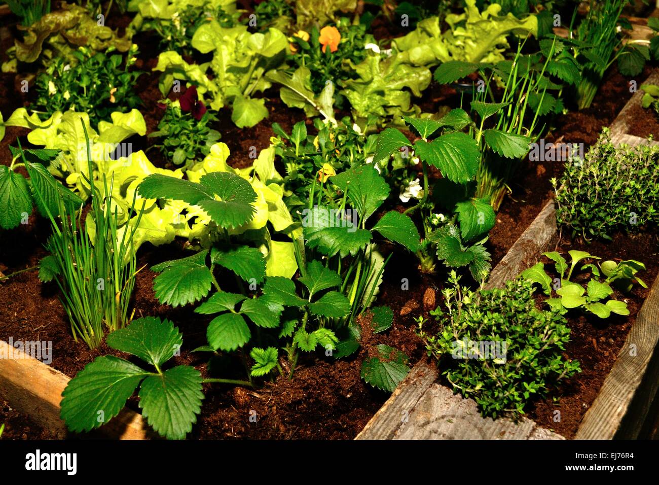 verdure Foto Stock