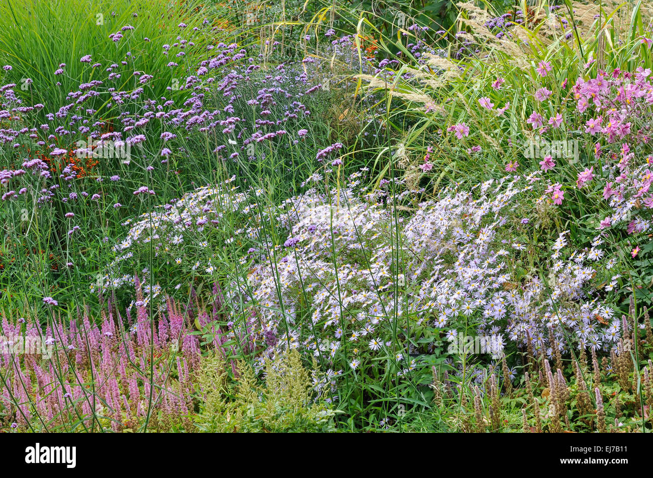 I confini del fiore tardo-estivo con un mix di colori e piante di varia altezza. Include Verbena, Asters e anemoni giapponesi. Foto Stock