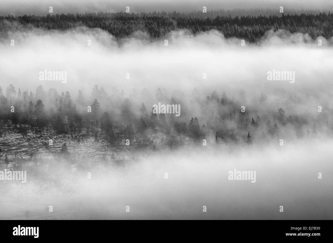 Alberi nella nebbia mattutina, Engerdalsfjellet, Norvegia Foto Stock