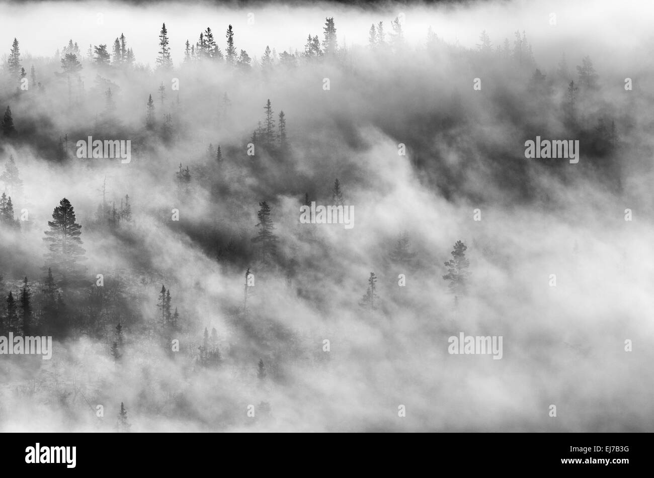 Alberi nella nebbia mattutina, Engerdalsfjellet, Norvegia Foto Stock