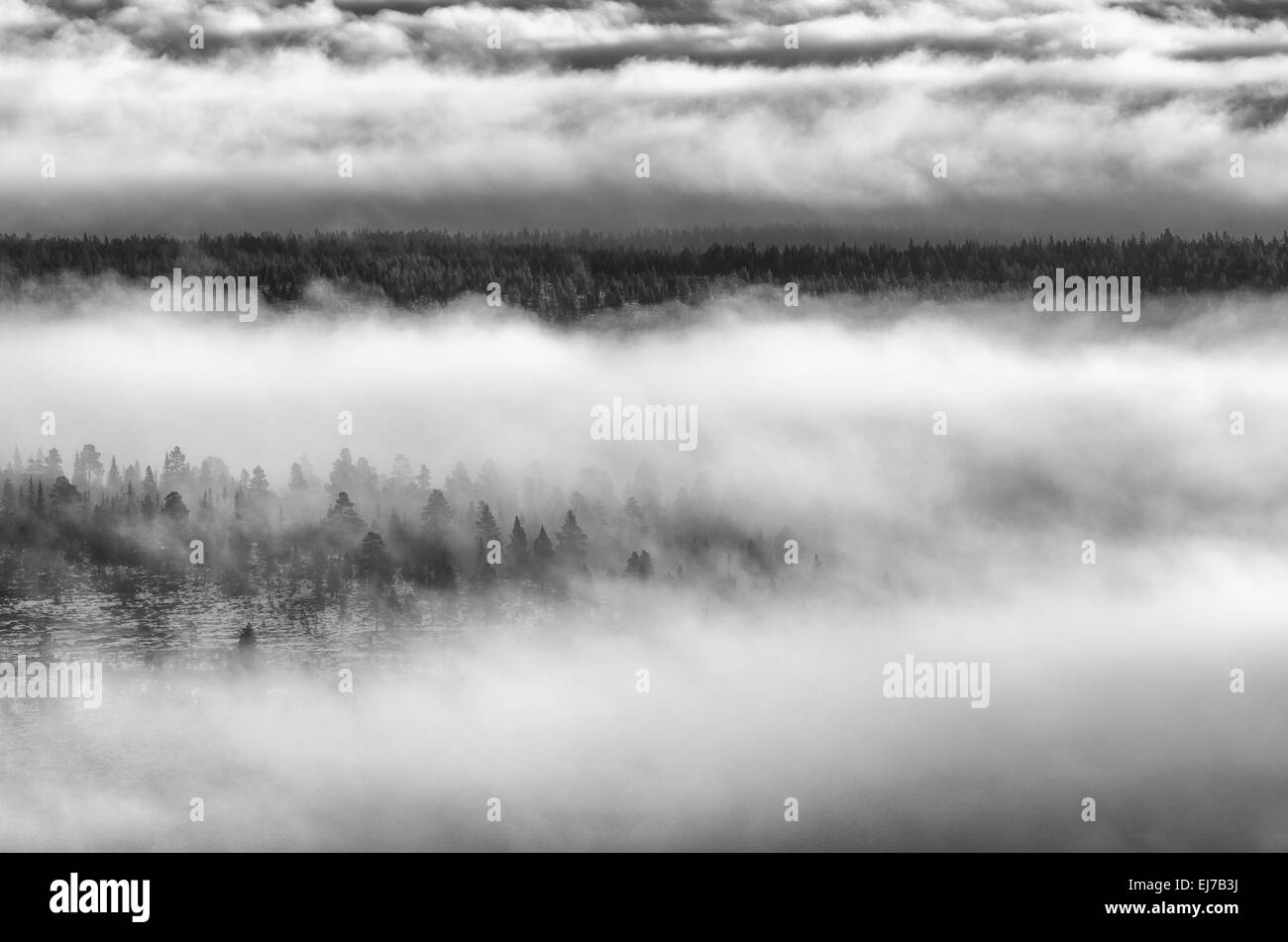 Alberi nella nebbia mattutina, Engerdalsfjellet, Norvegia Foto Stock