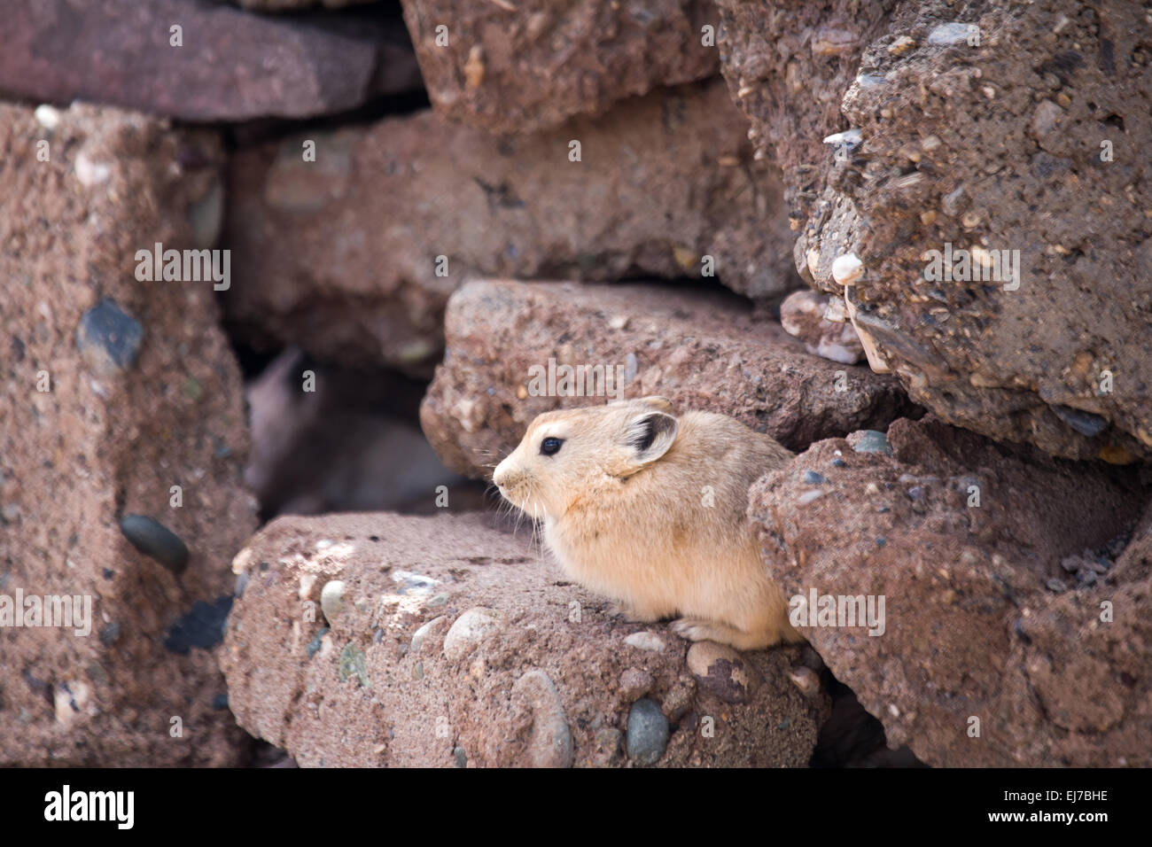 Pika altopiano Foto Stock