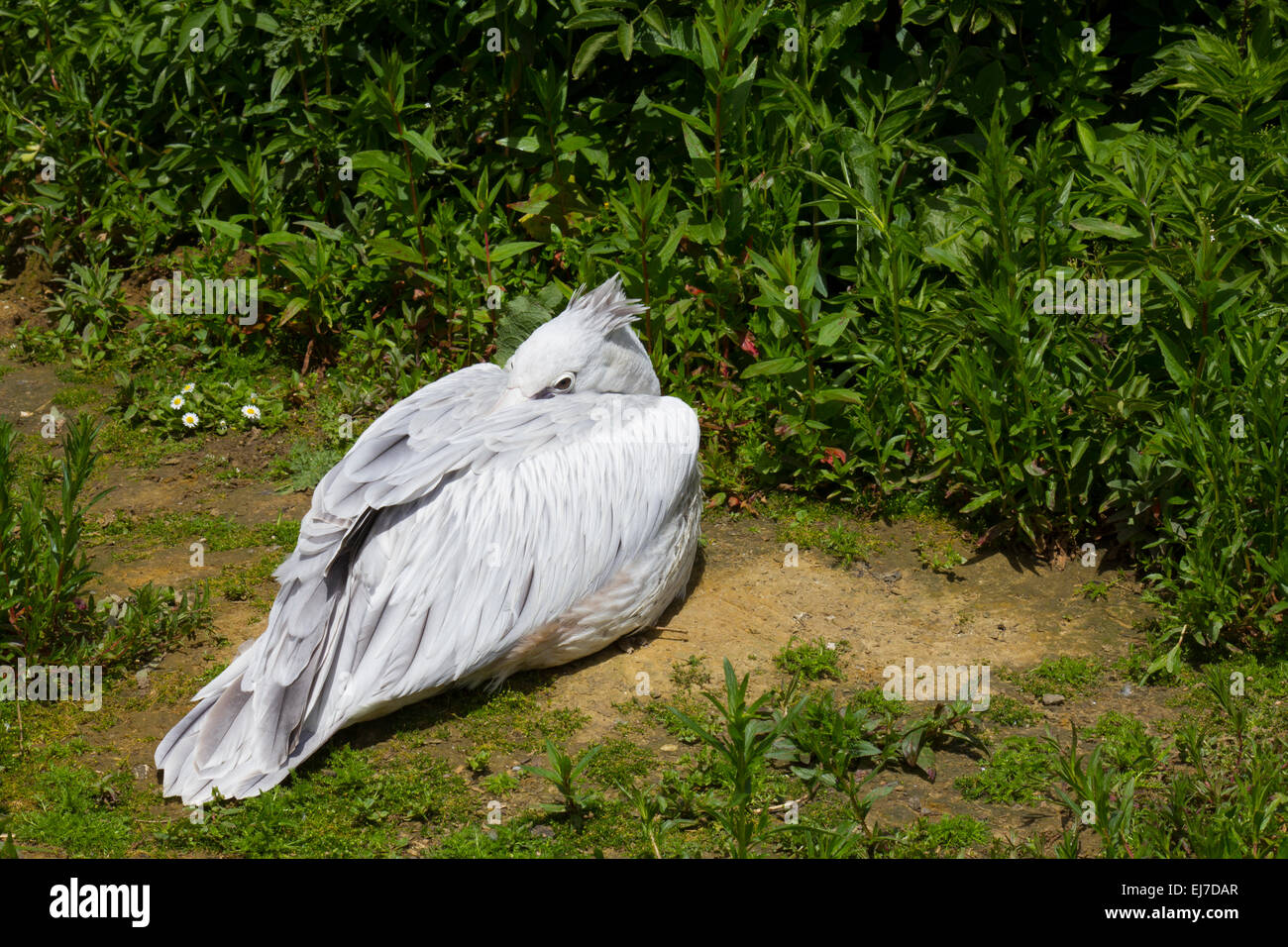 Appoggio Pellicano grigio Foto Stock