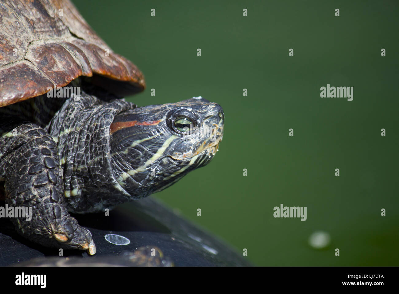 Rosso-eared slider Turtle - Trachemys scripta elegans Foto Stock