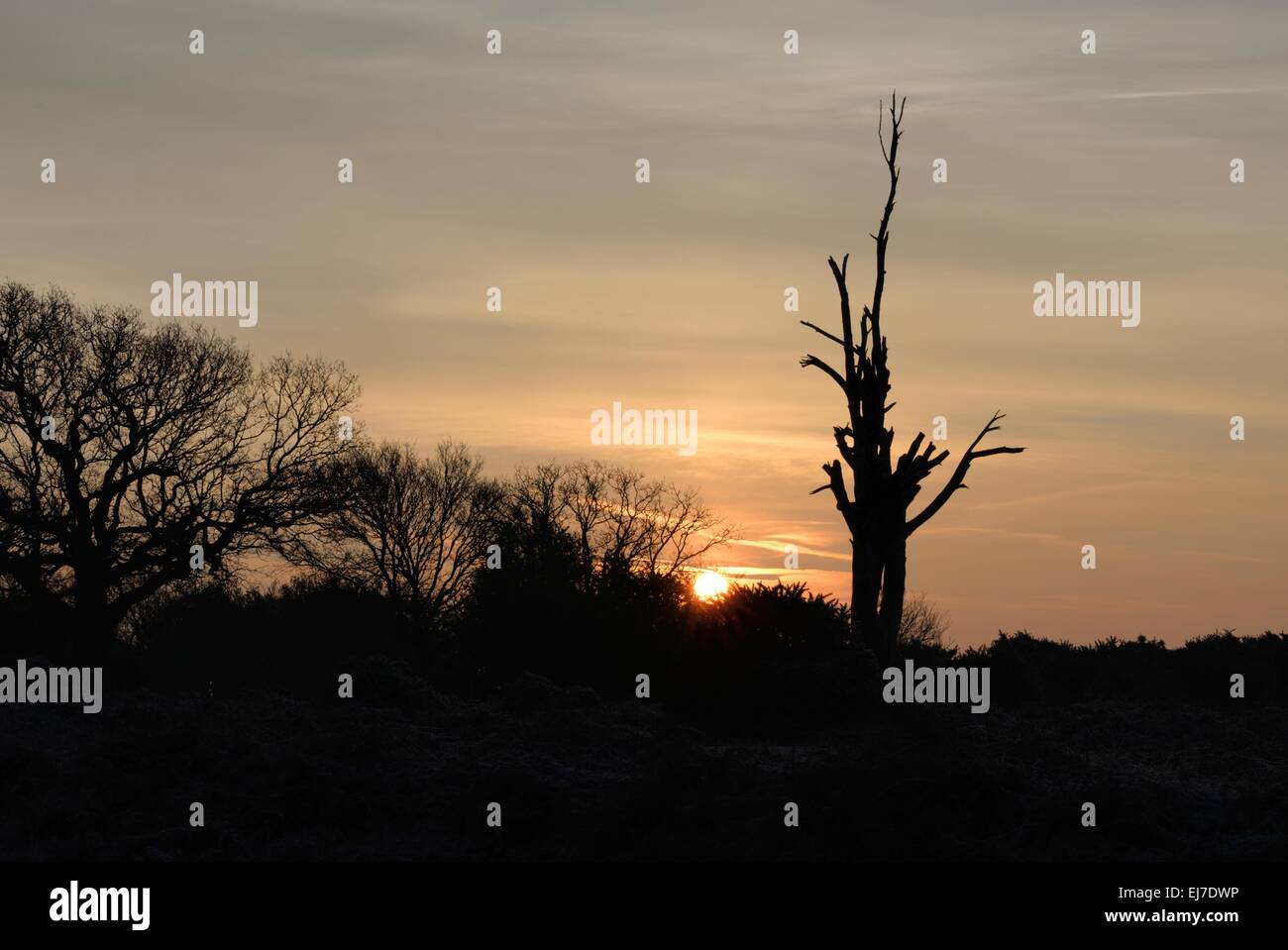 Albero morto che punta un dito verso il cielo è silhouette contro un cielo di alba invernale Foto Stock