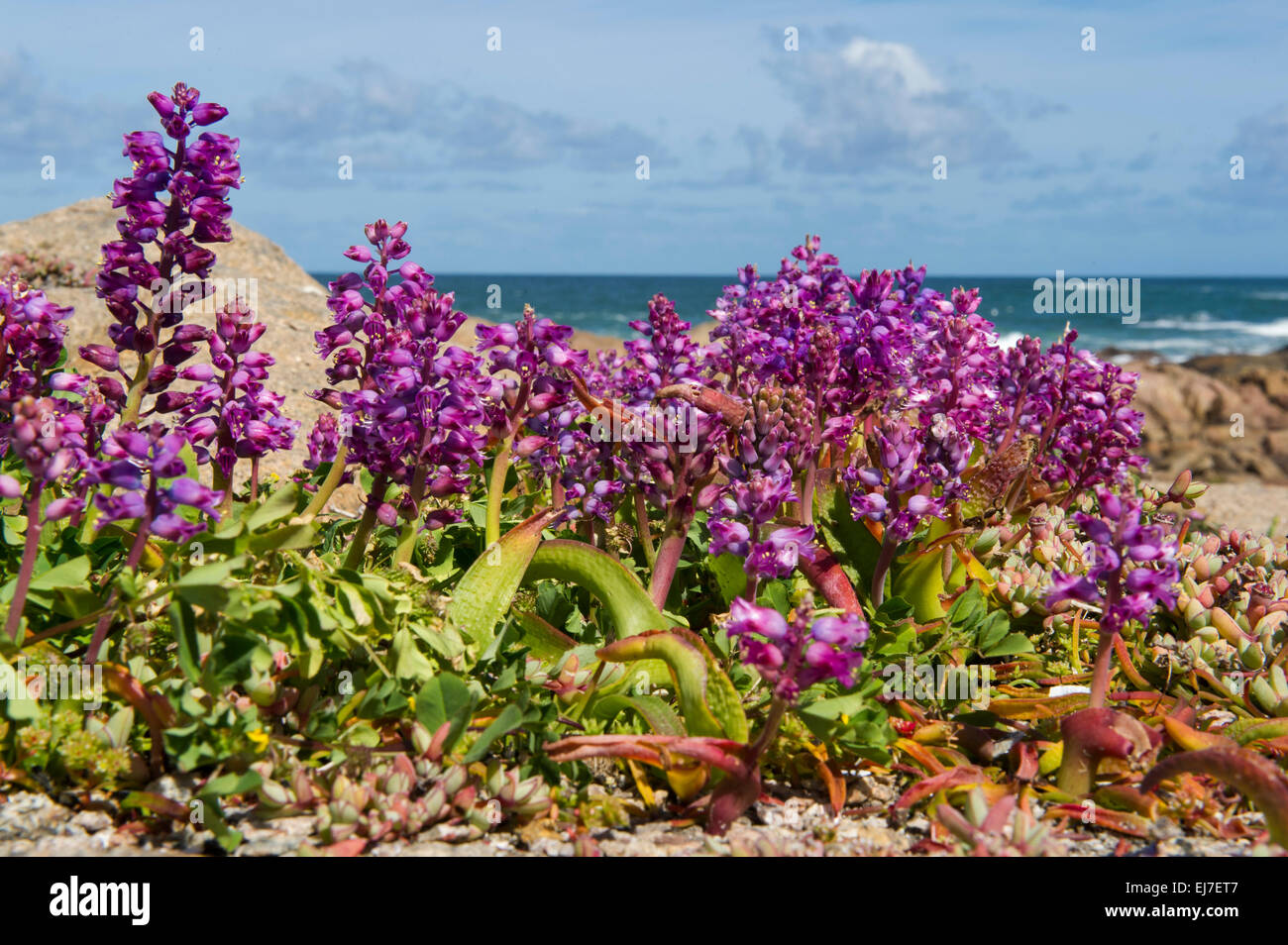 Fiori di Primavera, Cape Columbine Riserva Naturale, Paternoster, Sud Africa Foto Stock