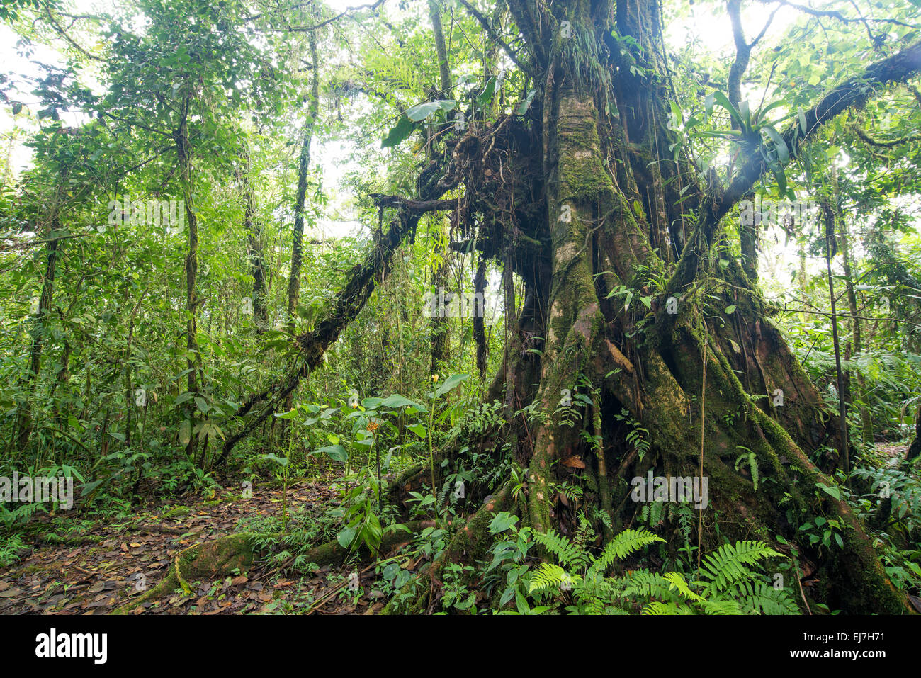 Costa Rica Cloud Forest, il verde della foresta pluviale inferno verde splendidamente poignant vale la pena proteggere la salute naturale sano turismo viaggi Foto Stock