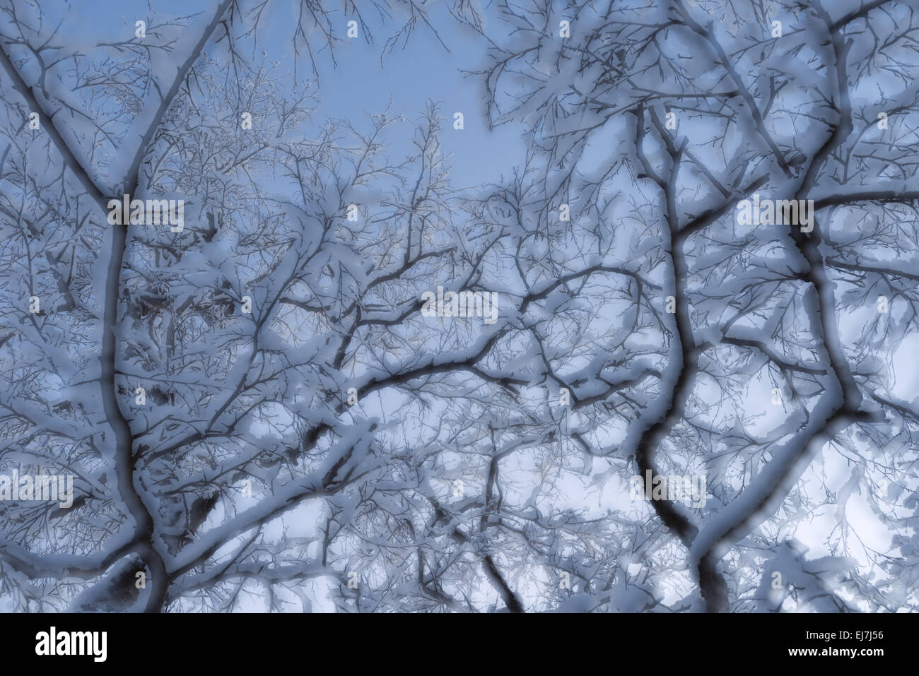 Coperta di neve betulle, Abisko NP, Lapponia, Svezia Foto Stock