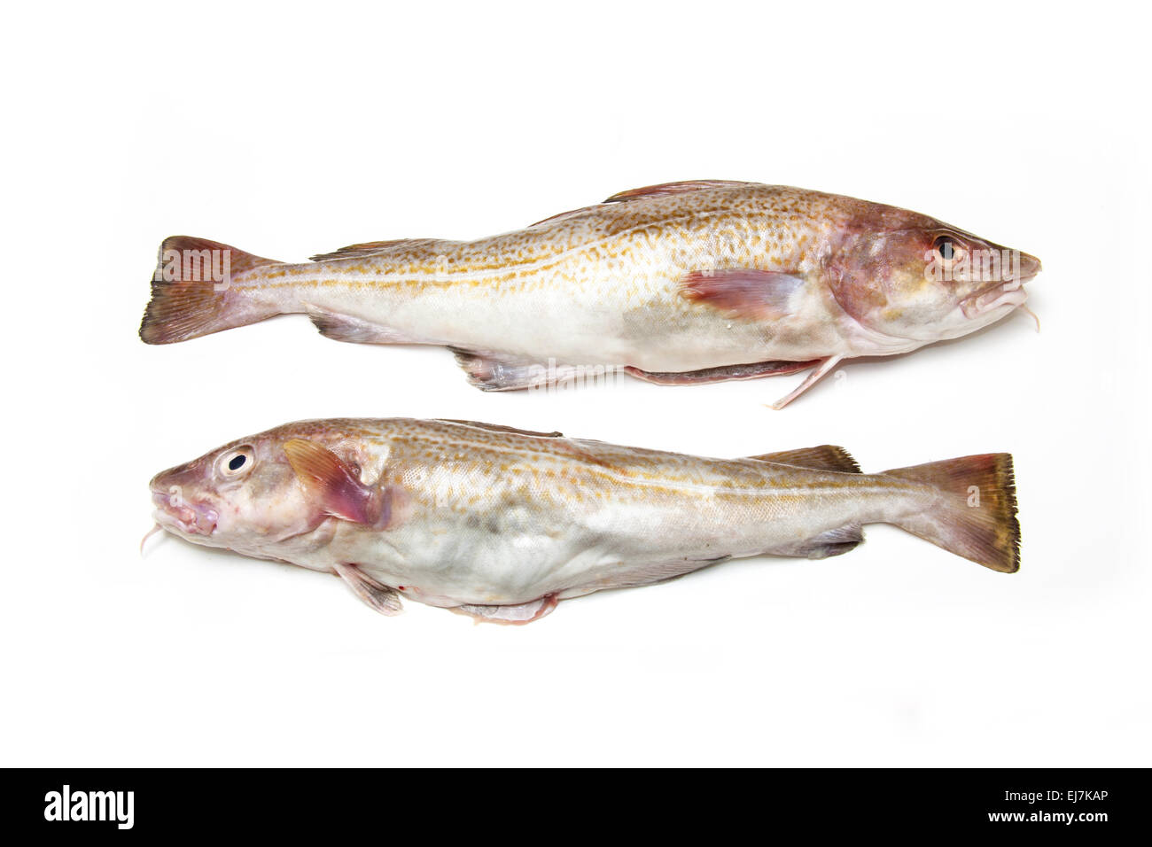 Un paio di tutto il merluzzo bianco (Gadus morhua) pesci, isolato su una bianca di sfondo per studio. Foto Stock