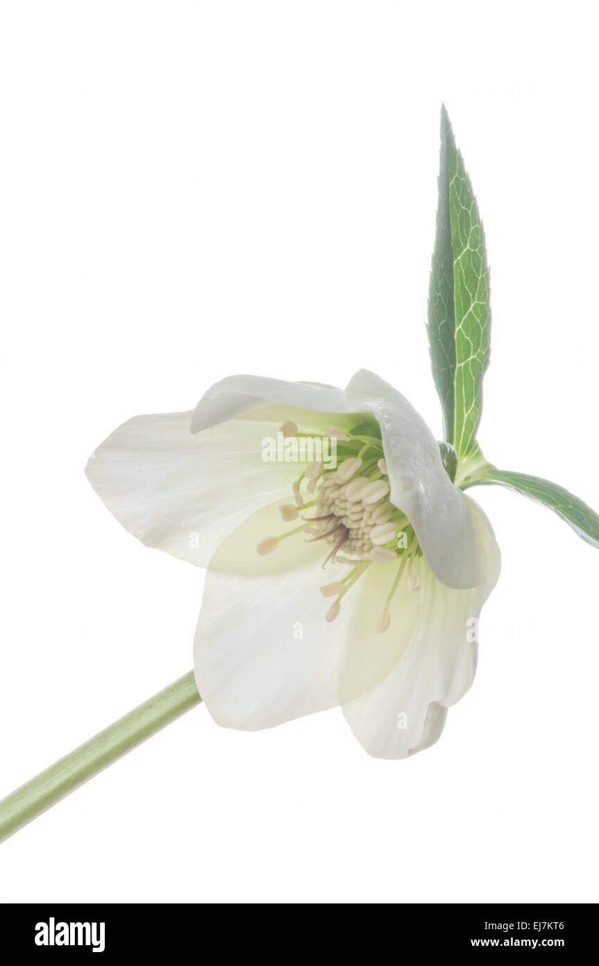 L'elleboro fiore, su sfondo bianco Foto Stock