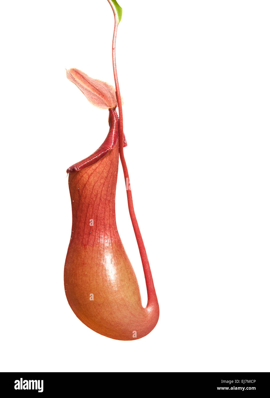 Pianta brocca: Nepenthes alata. Su sfondo bianco Foto Stock