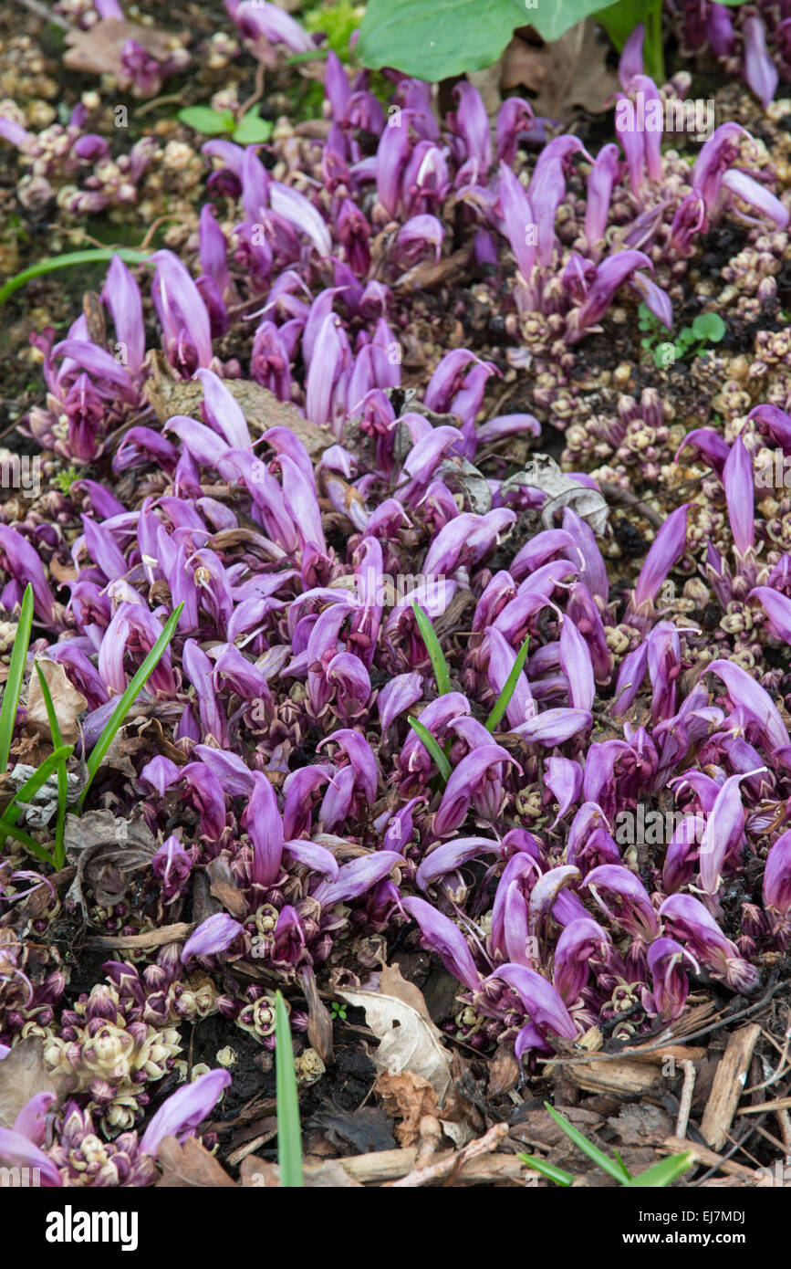 Purple Toothwort: Lathraea clandestina. Sul parassita toots di nocciolo contorto: Corylus avellana Contorta "" Foto Stock