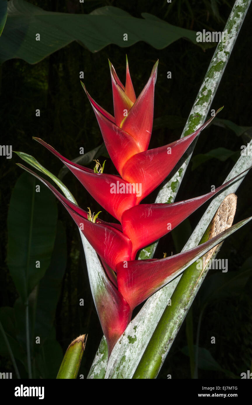 Fiori tropicali sull'isola dei Caraibi Grenada. Foto Stock