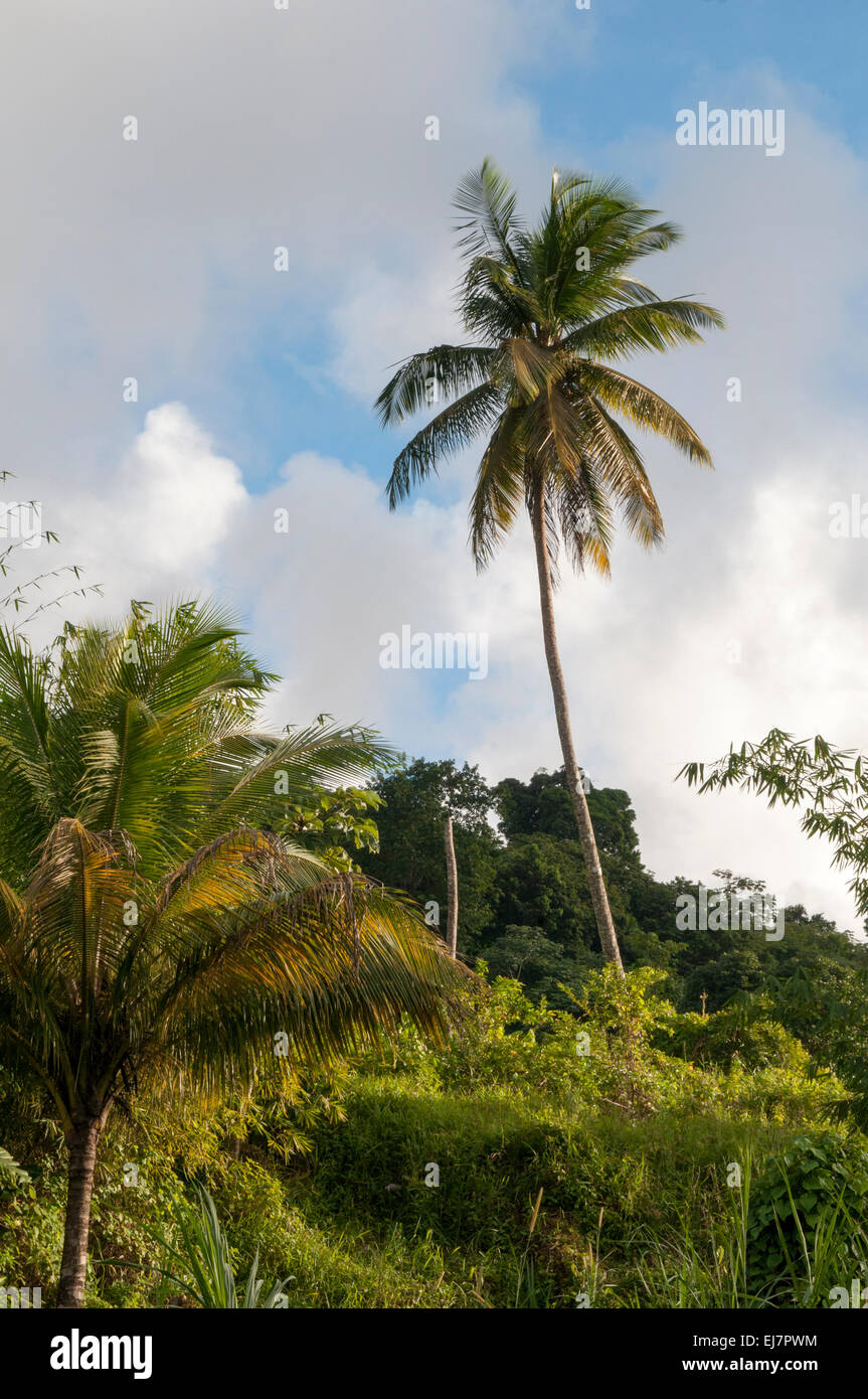 Nella parte centrale di Grenada Parco nazionale Grand Etang è stata istituita per tutelare una foresta di pioggia con un cratere vulcanico lago. Foto Stock