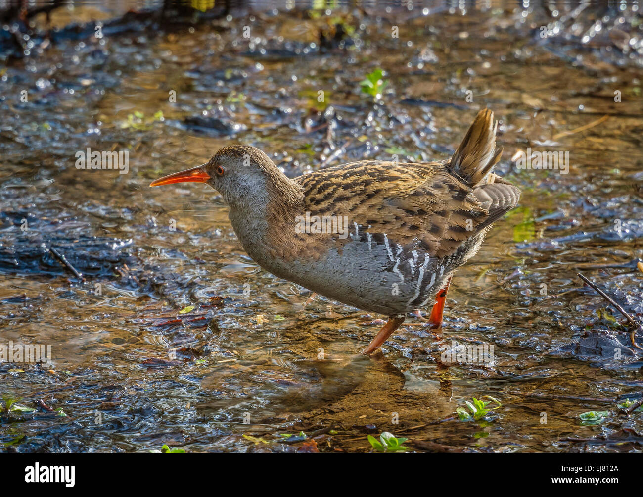 Porciglione (Rallus aquatics), gli uccelli acquatici in piedi in habitat palustri, Dorset, Inghilterra, Regno Unito. Foto Stock