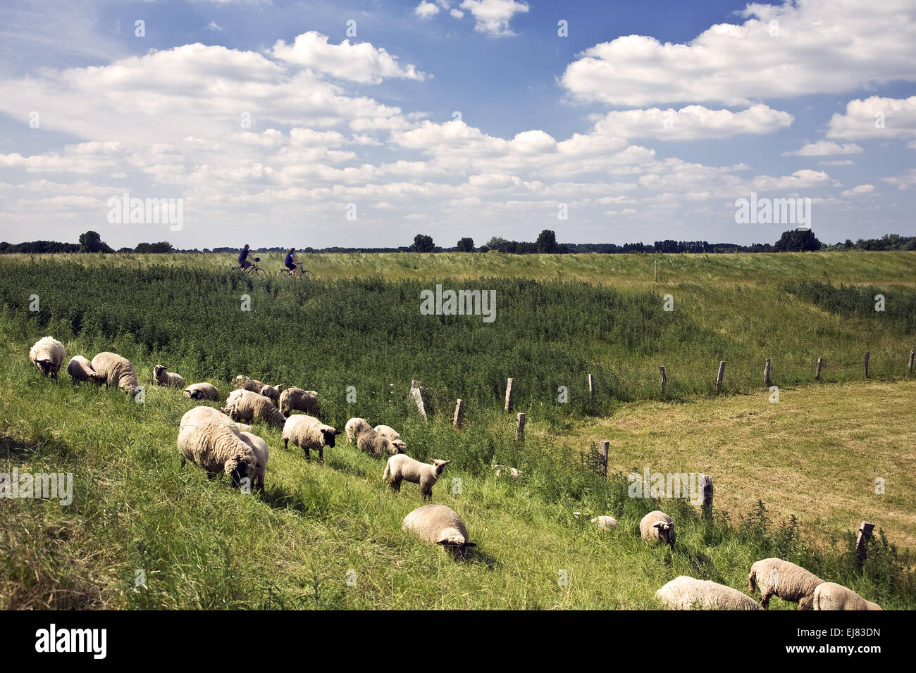 Paesaggio, Bislicher isola, Xanten, Germania Foto Stock