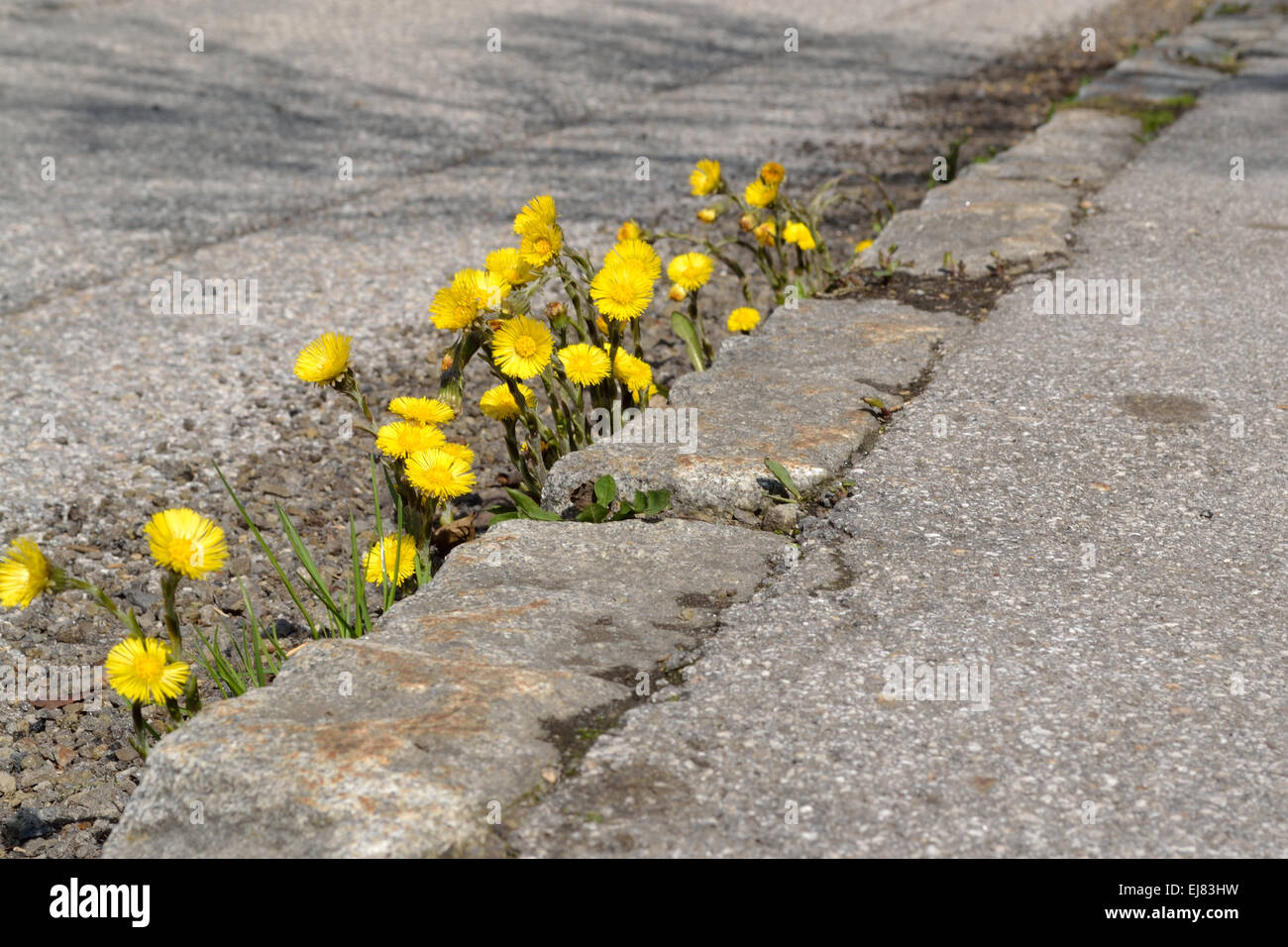 Coltsfoot sul ciglio della strada Foto Stock