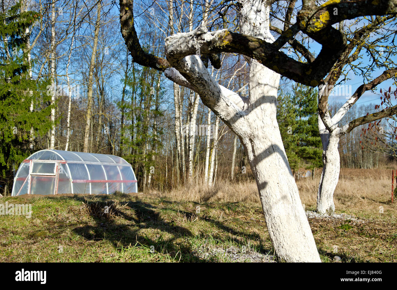 Tempo di primavera serra di plastica e sbiancato apple vecchi tronchi di alberi in fattoria Foto Stock