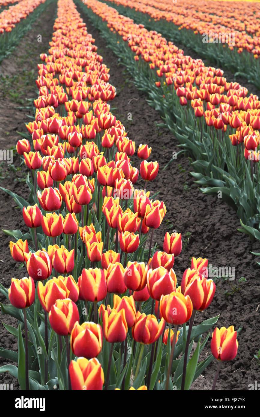 campo del tulipano Foto Stock