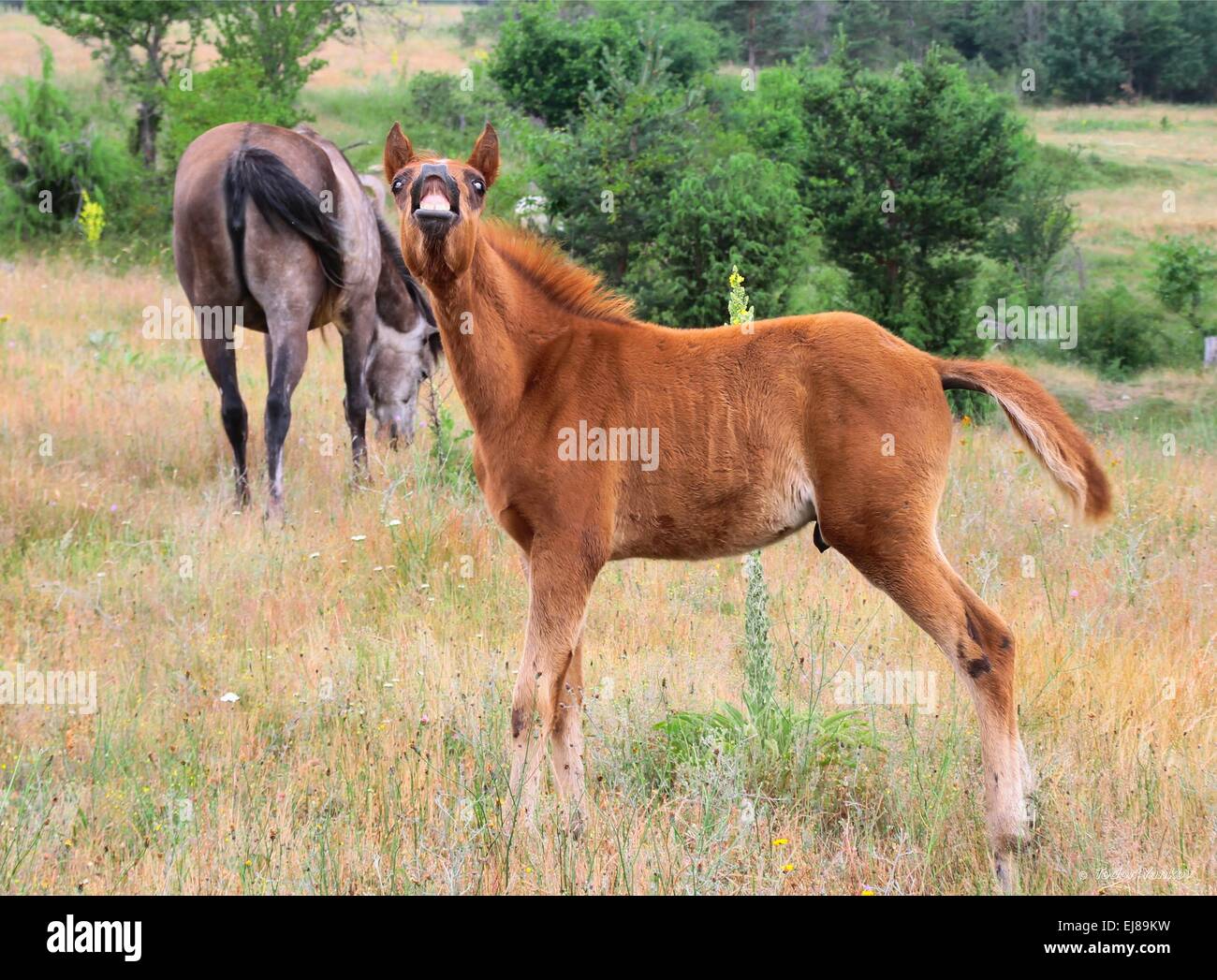 Cavalli divertenti Foto Stock