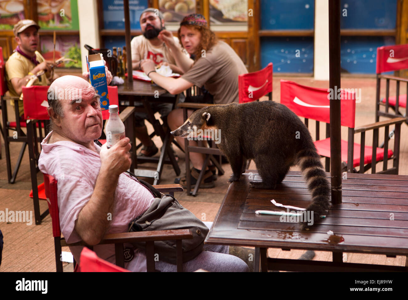 Argentina, Iguazu Falls National Park, coati sul tavolo del bar harrassing visitatore per alimenti Foto Stock