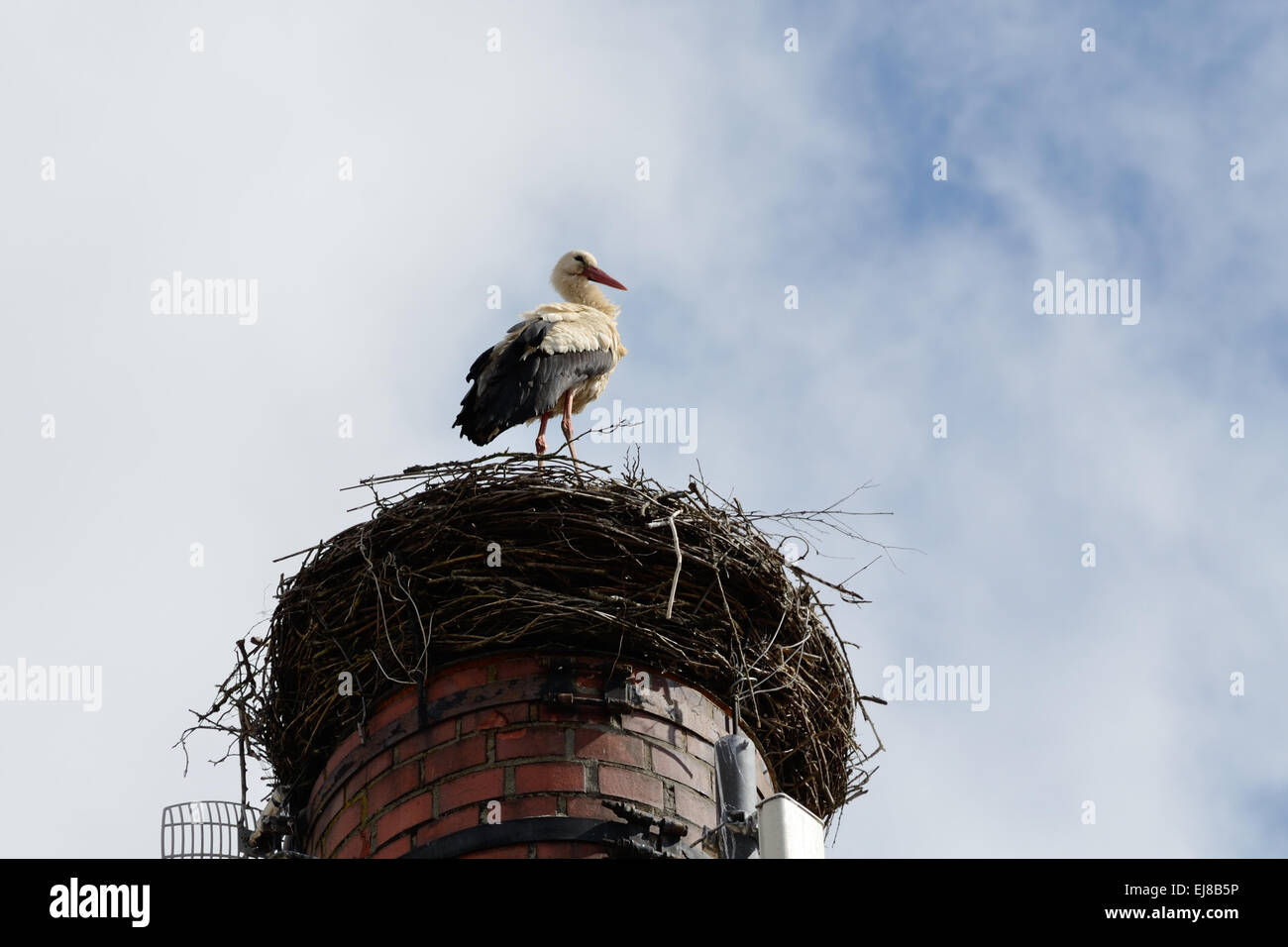 Cicogna nel suo nido a camino in mattoni Foto Stock