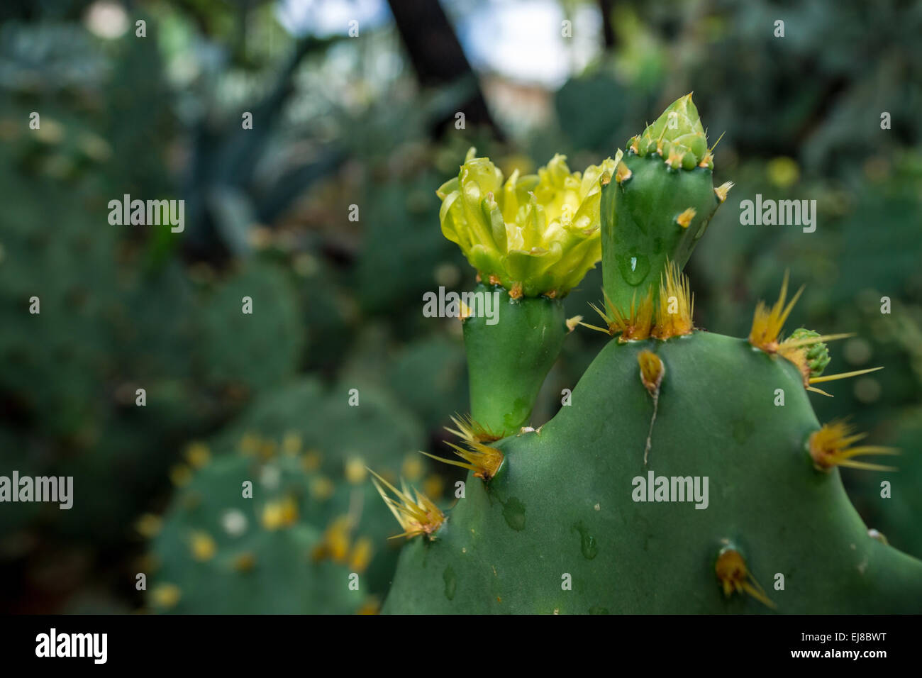 Fiore di cactus Foto Stock