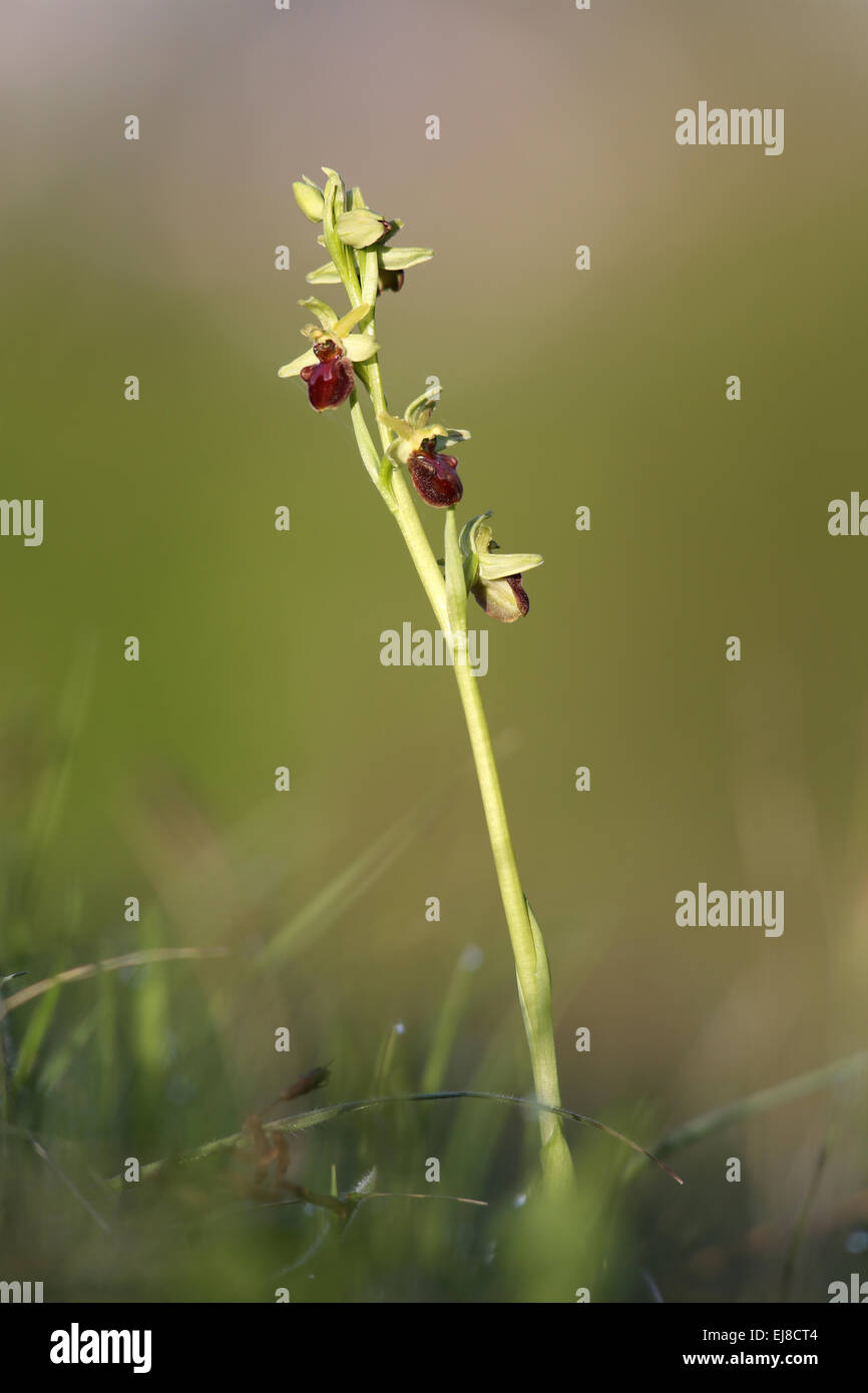 Piccola spider orchid Foto Stock