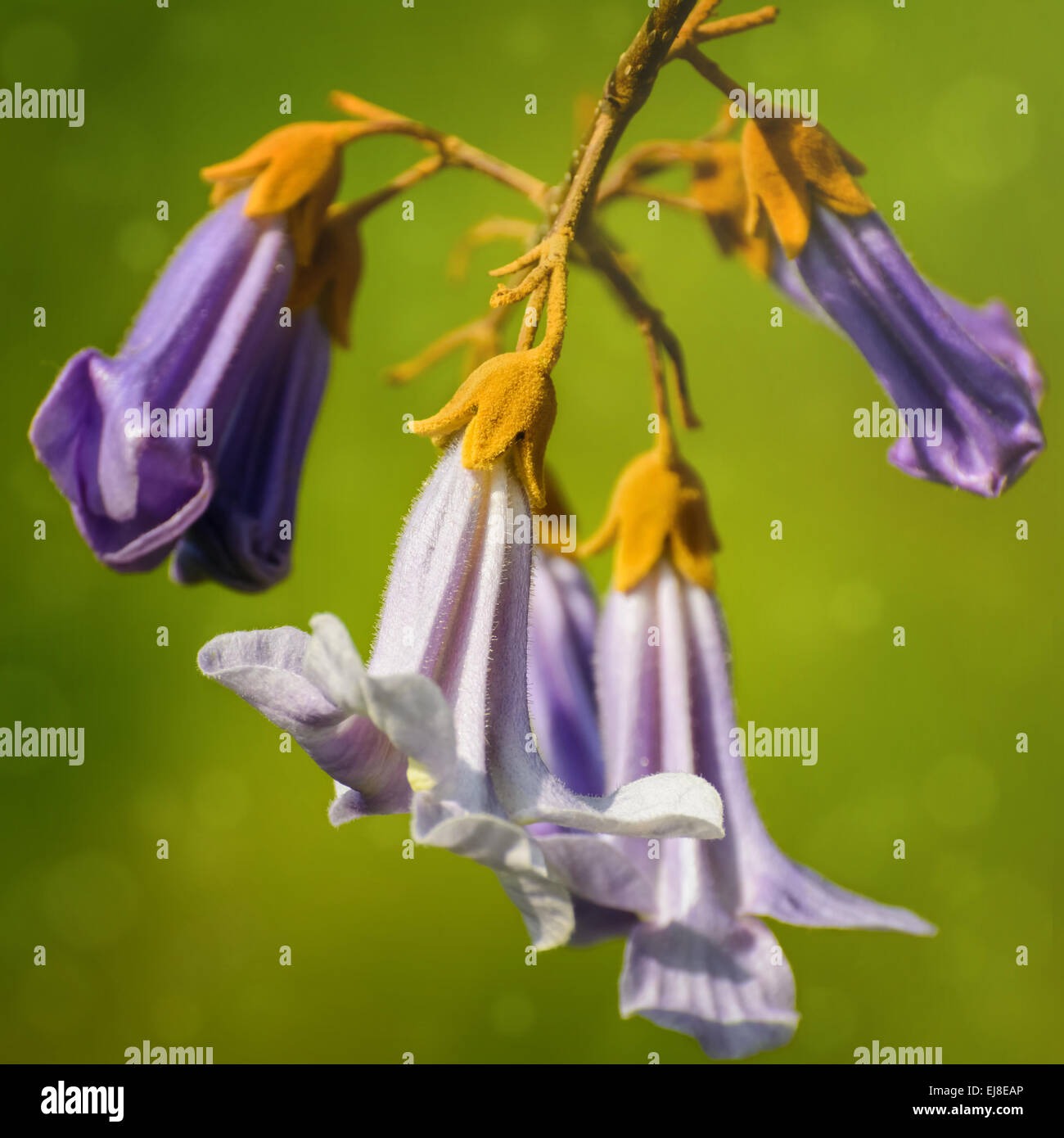 Fiori di Paulownia Foto Stock