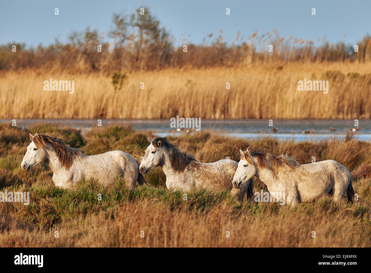 Tre i cavalli giovani della Camargue camminate free nell'erba alta Foto Stock